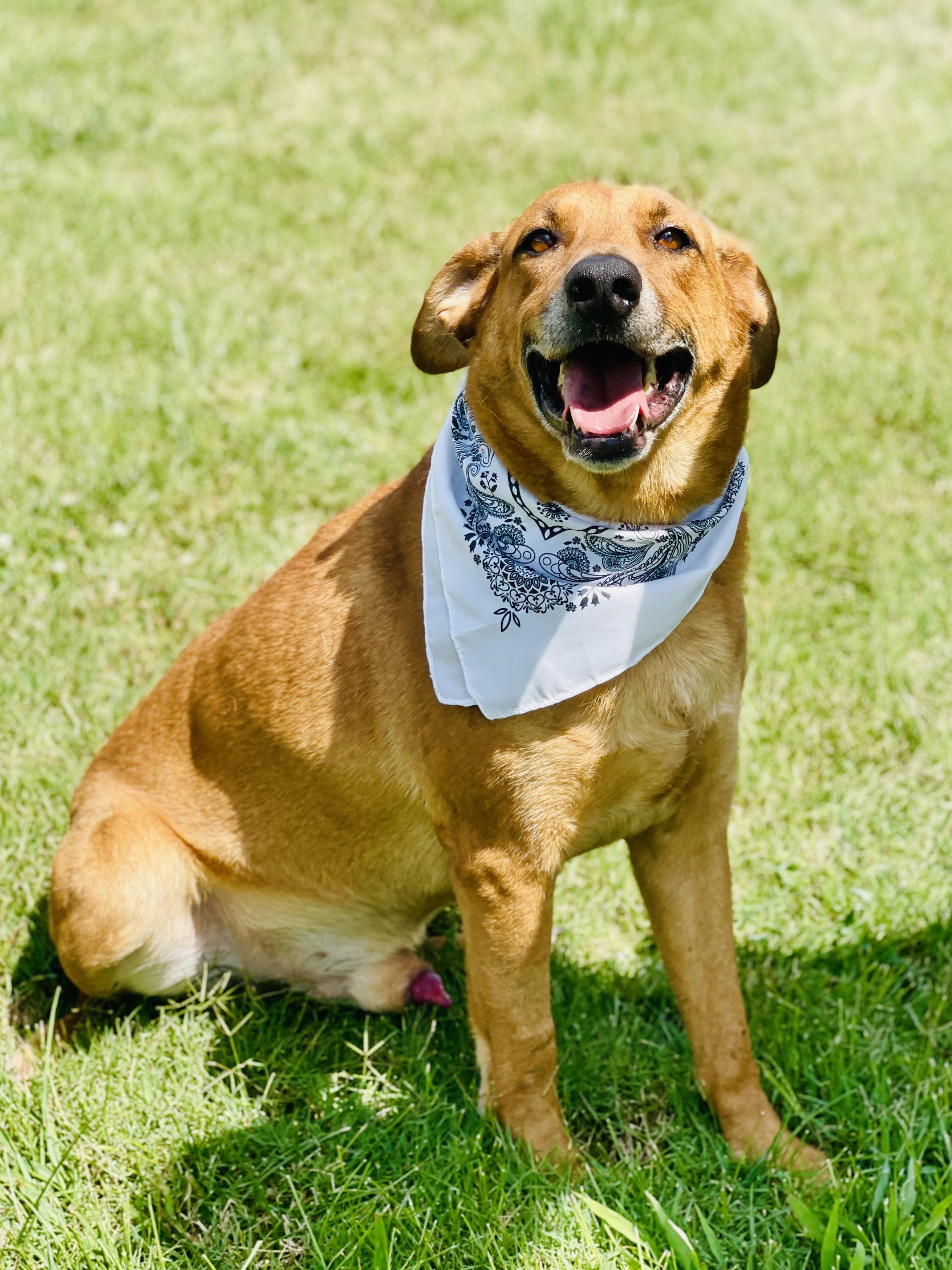 Joe Cocker, a Adoptable mixed breed in Maryville, TN image 6/6