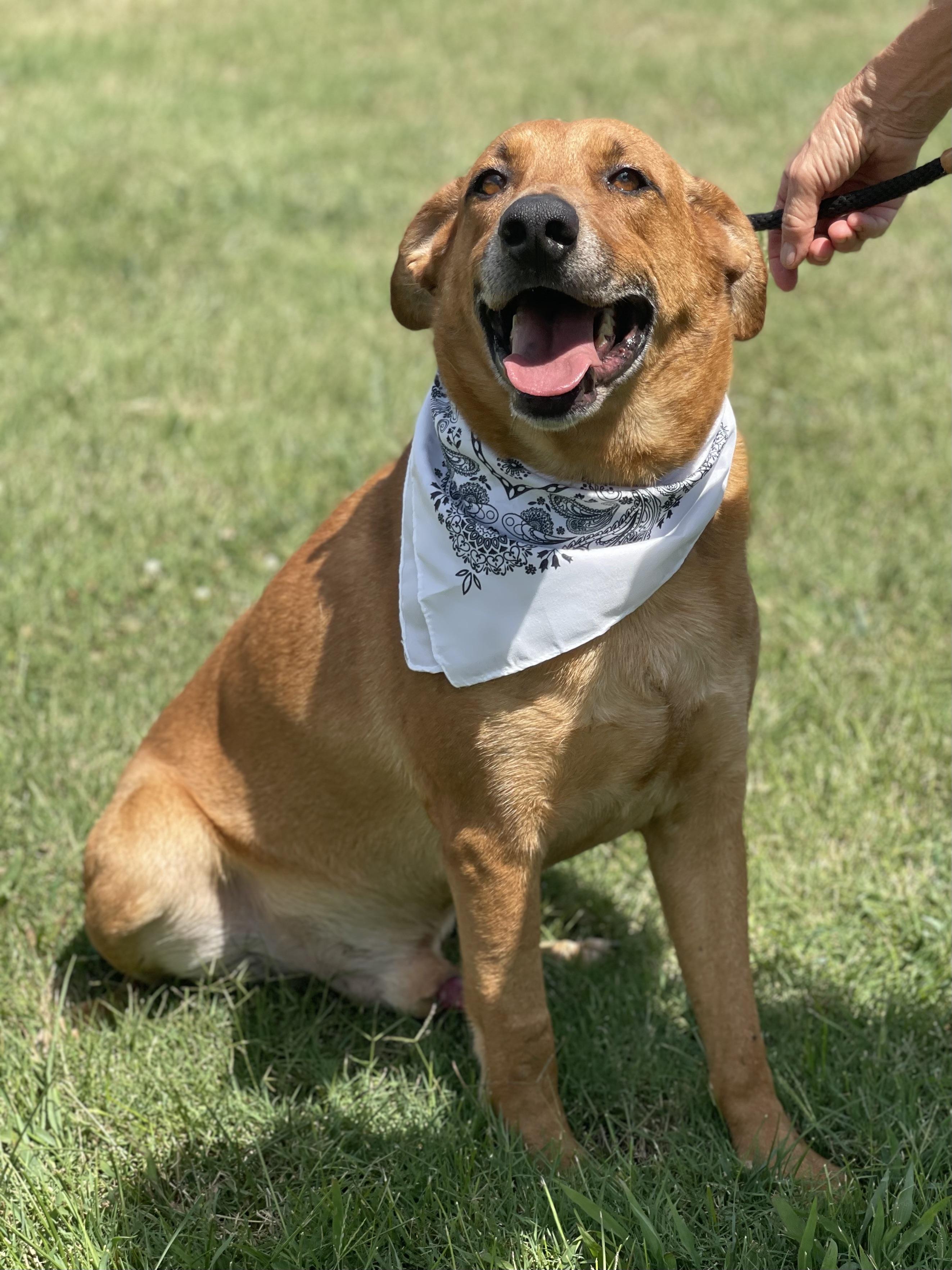 Joe Cocker is a nine year old lab mix who was surrendered by his owner to Tri County Veterinary so