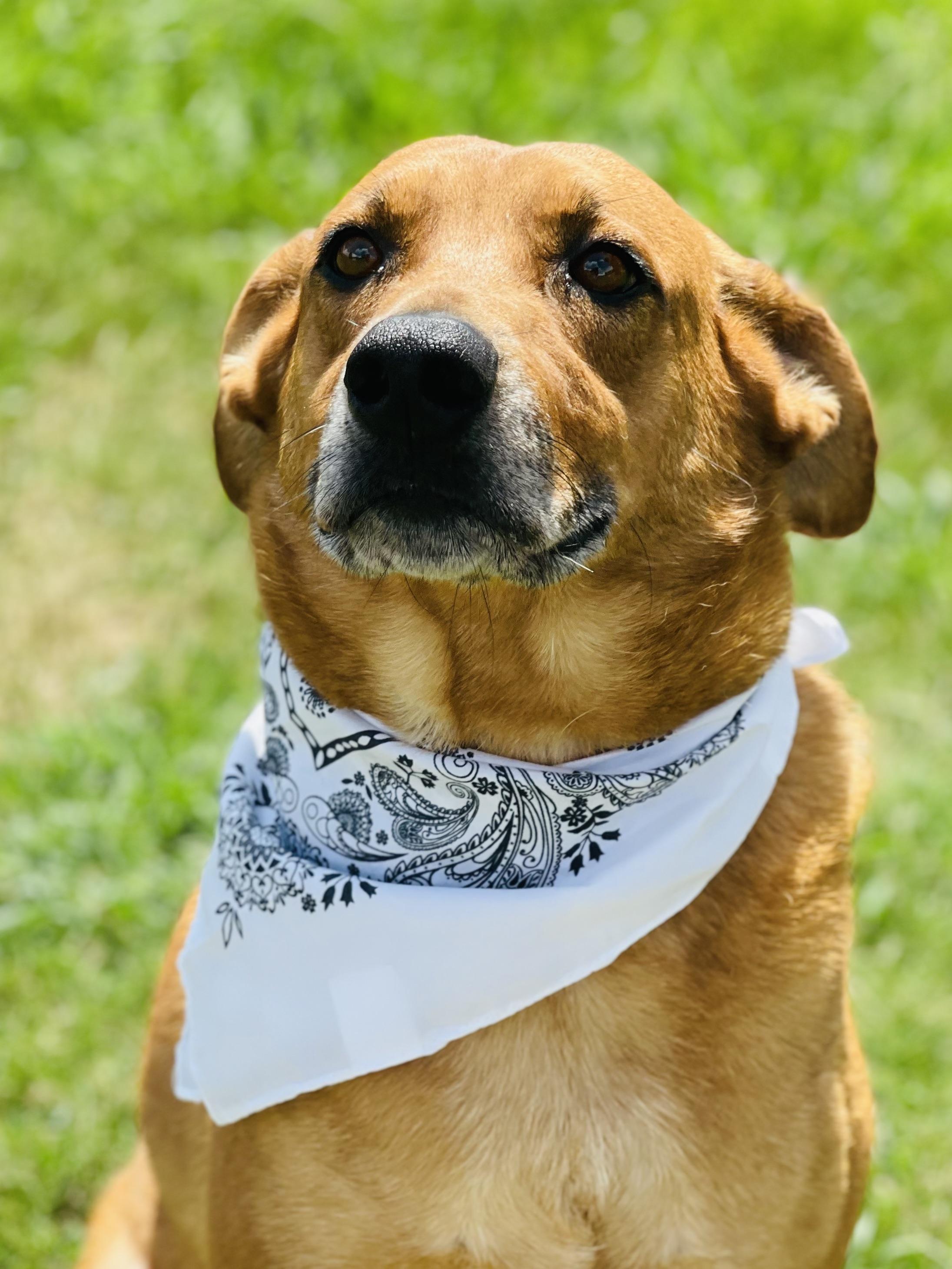 Joe Cocker, a Adoptable mixed breed in Maryville, TN image 4/6
