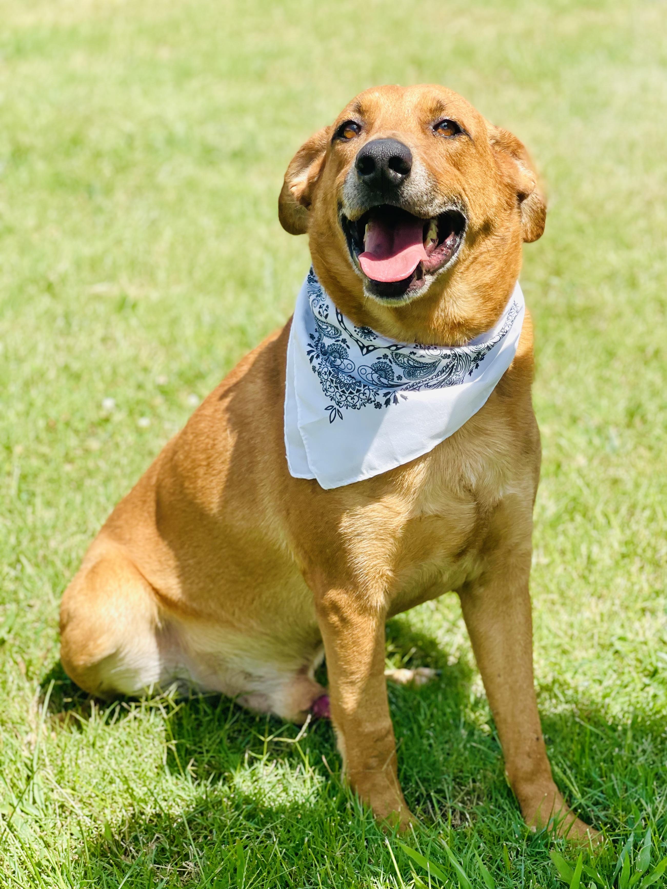 Joe Cocker, a Adoptable mixed breed in Maryville, TN image 1/6