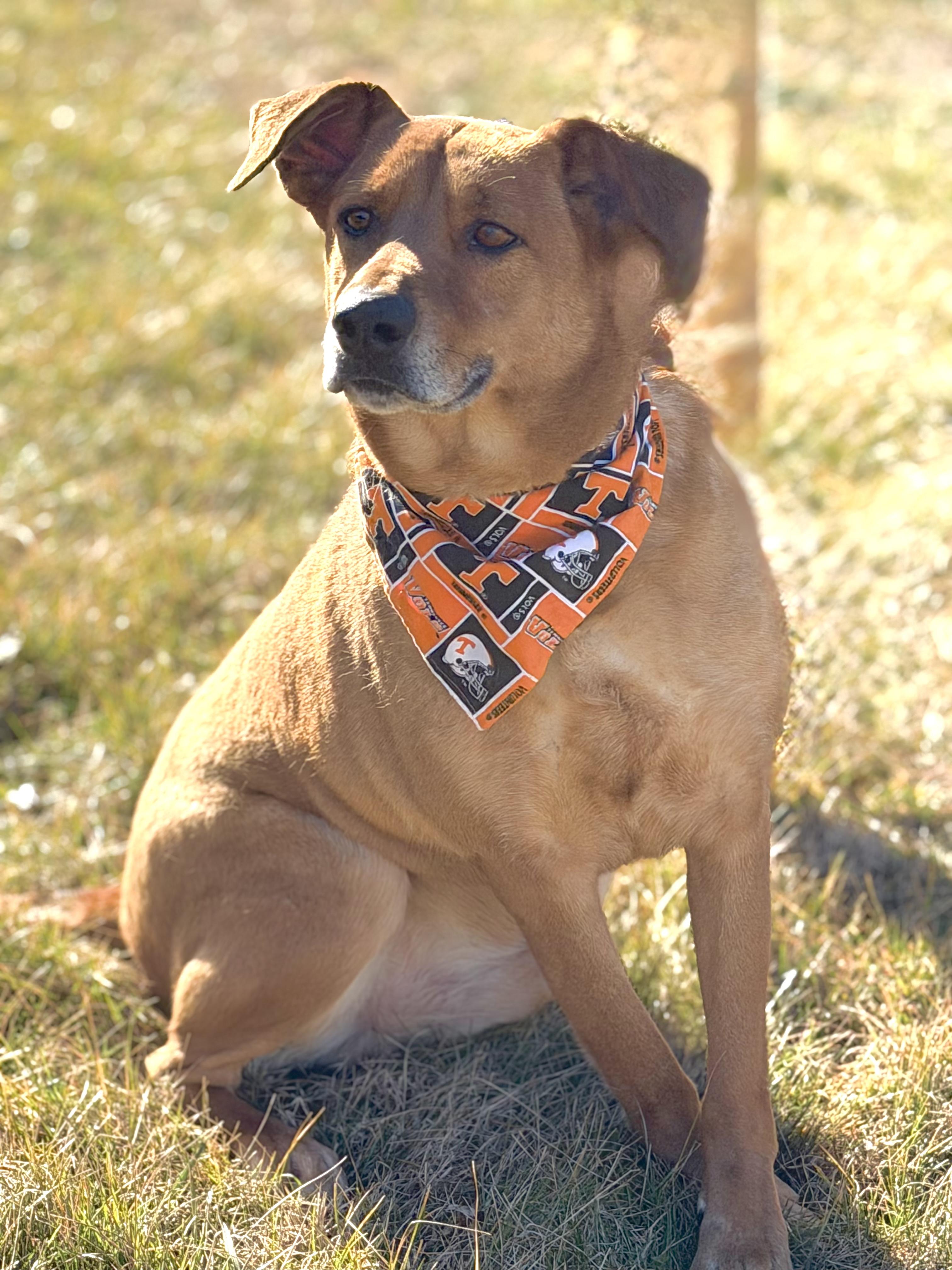Enlarge Joe Cocker, an adoptable mixed breed in Maryville, TN image 1/6