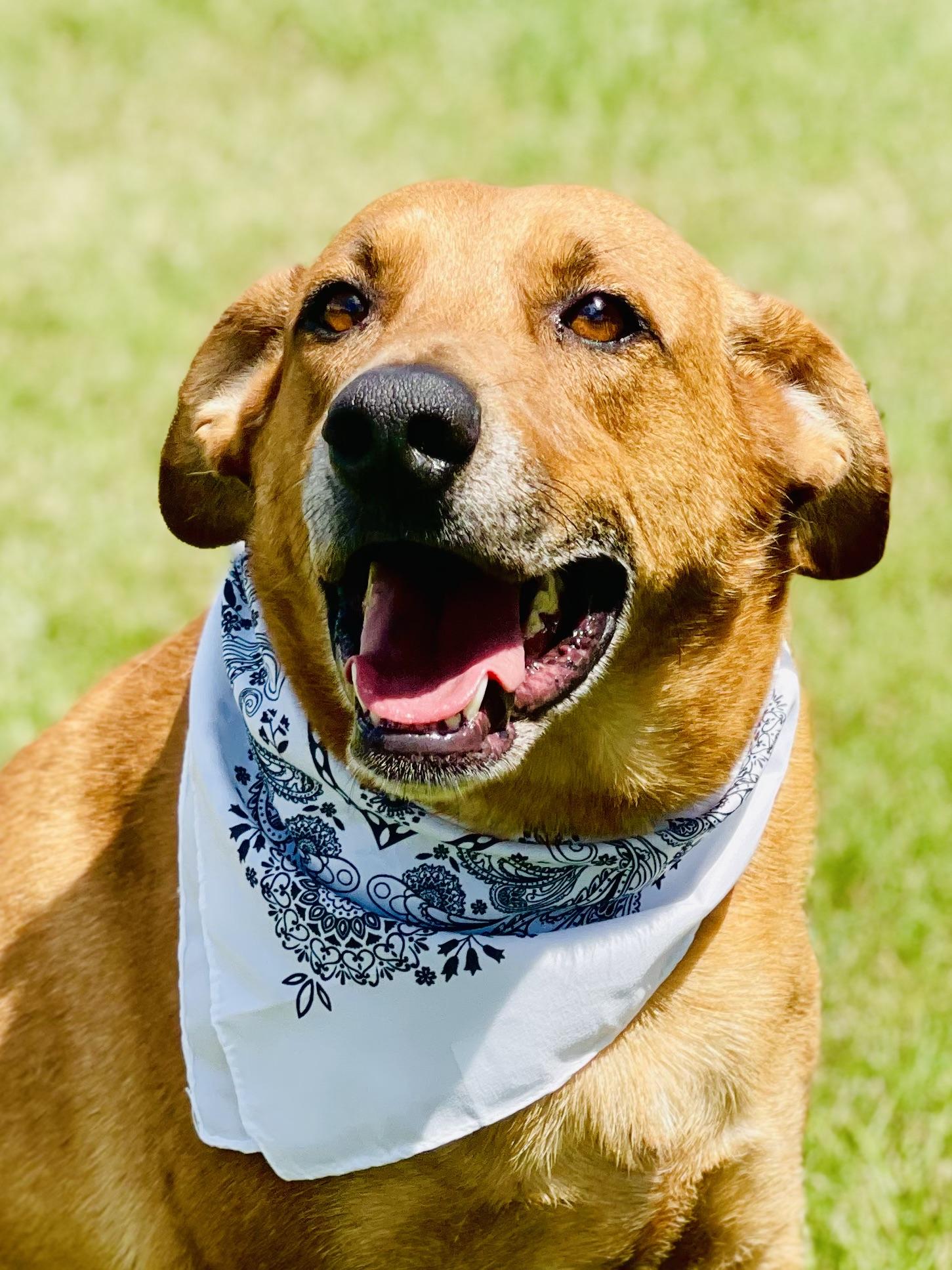 Joe Cocker, Adoptable, Adult Male Labrador Retriever & Hound.