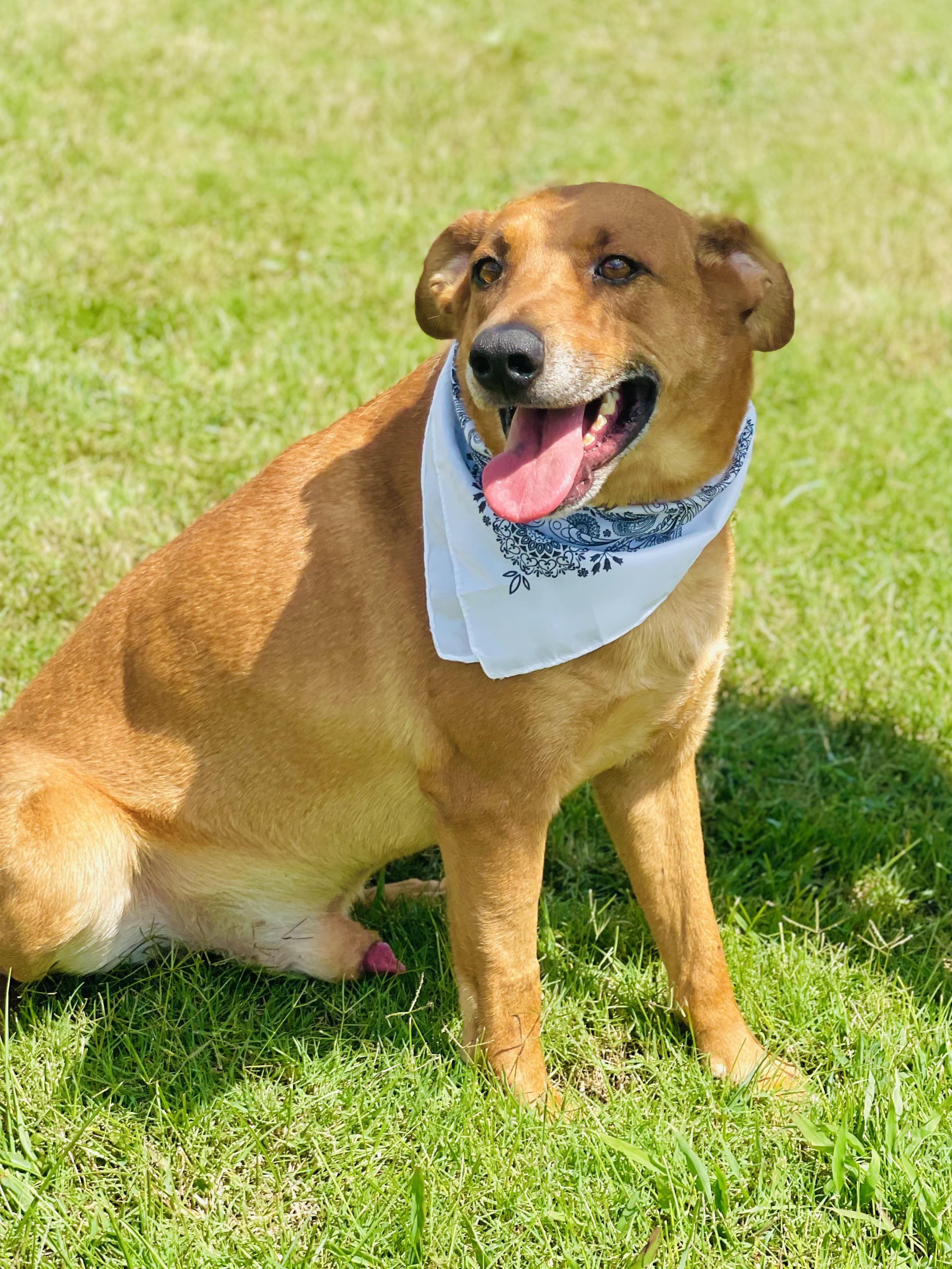 Joe Cocker, a Adoptable mixed breed in Maryville, TN image 5/6