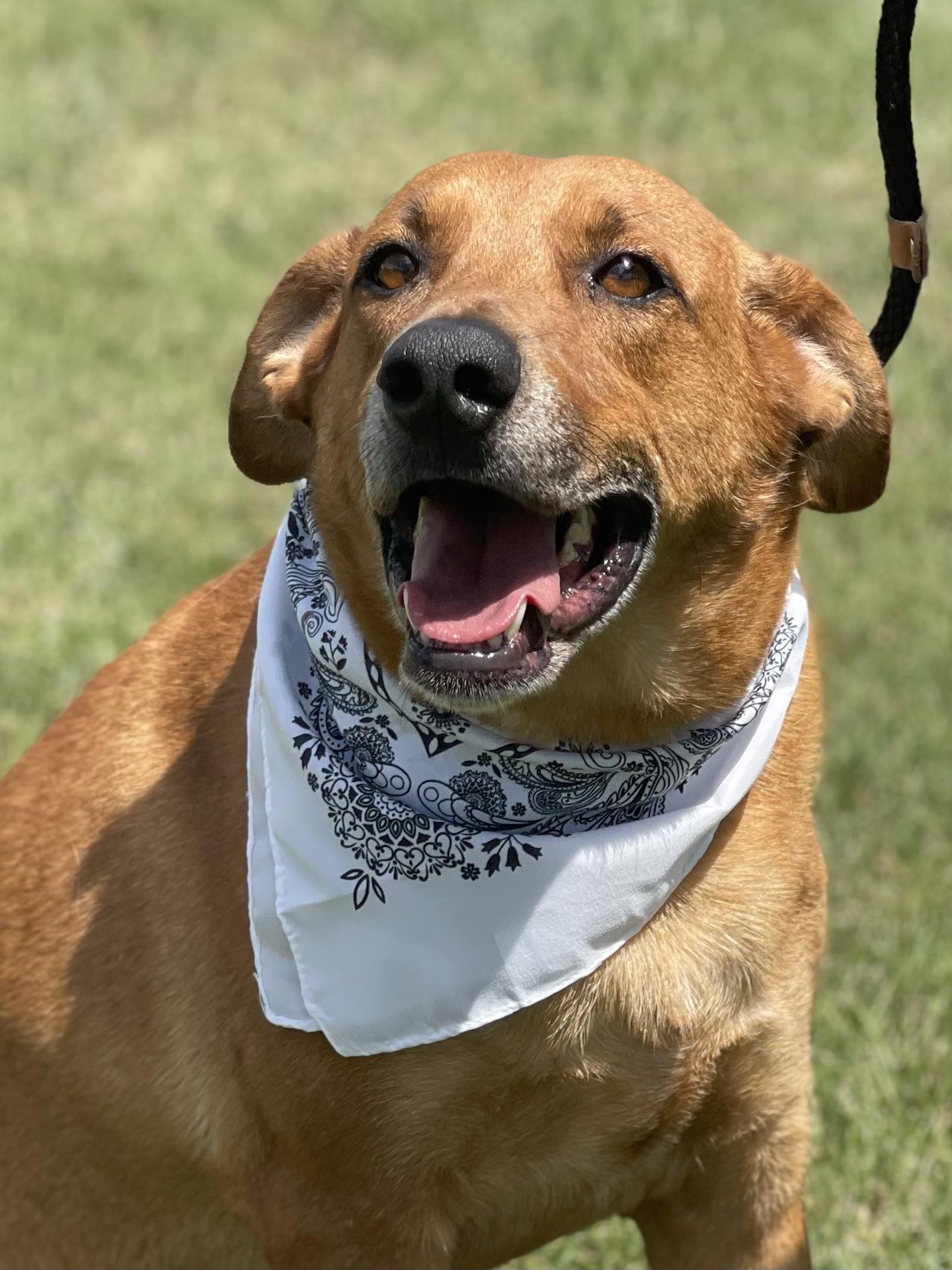 Joe Cocker is a nine year old lab mix who was surrendered by his owner to Tri County Veterinary so