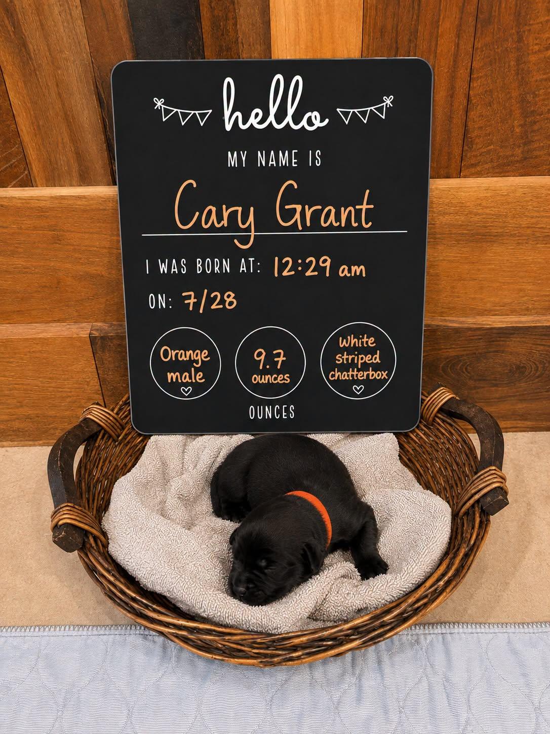 Enlarge Cary Grant, a Adoptable Mixed Breed in Memphis, TN image 1/1