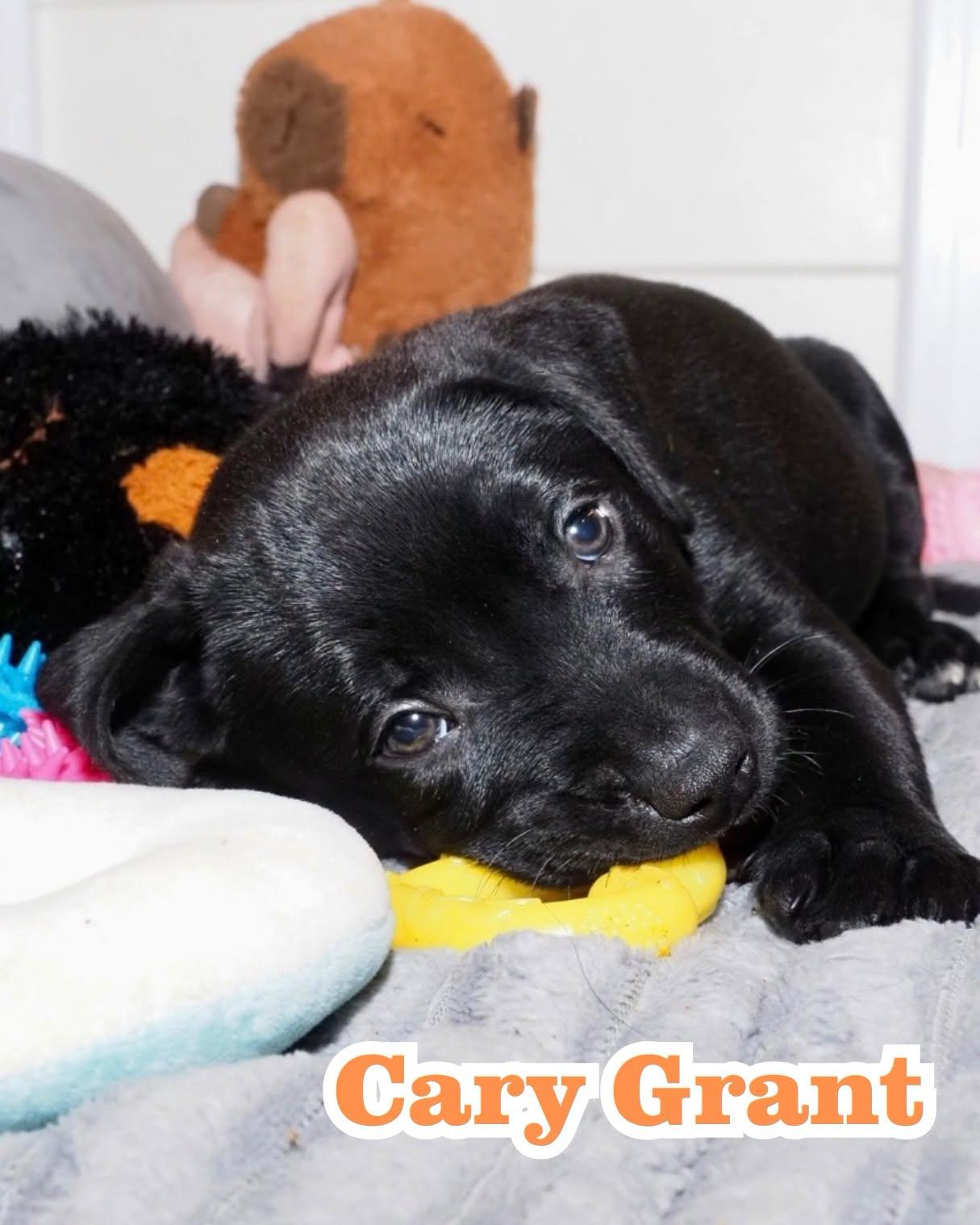 Enlarge Cary Grant, a Adoptable Mixed Breed in Memphis, TN image 1/2