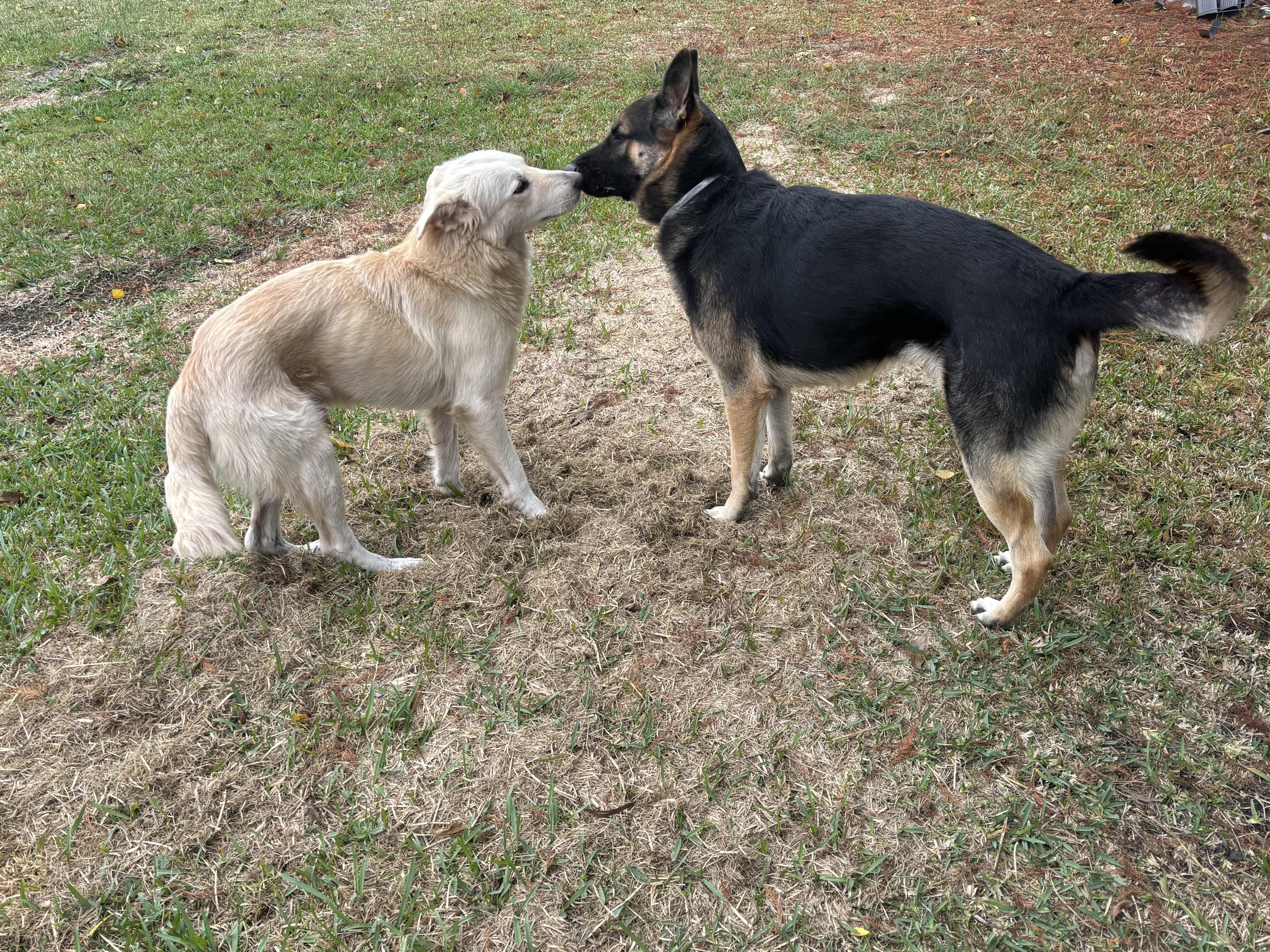 Enlarge Forman, an adopted German Shepherd Dog in Portland, OR image 5/6