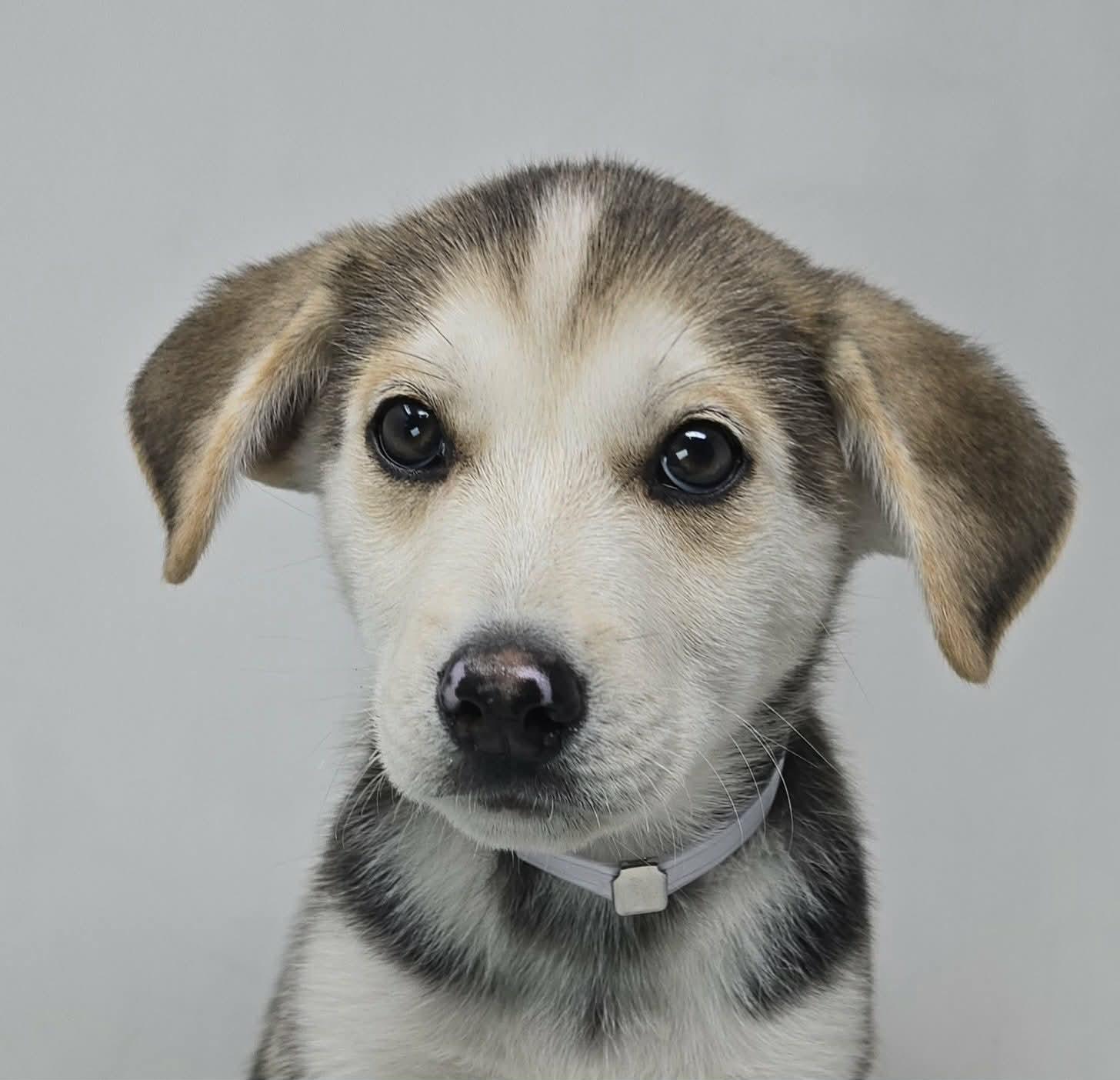 Proud, ADOPTABLE, Puppy Male Husky & Terrier.
