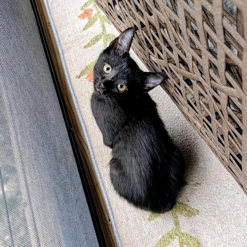 Enlarge Hex, a Adoptable Domestic Short Hair in Bentonville, AR image 1/1