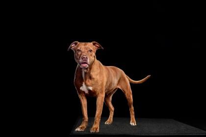 Enlarge Ava, a Adoptable Mixed Breed in Munster, IN image 1/3