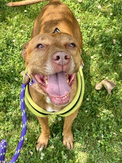 Ava, Adoptable, Senior Female Mixed Breed & Mixed Breed.