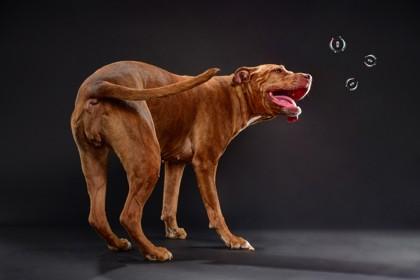 Enlarge Ava, a Adoptable Mixed Breed in Munster, IN image 3/3