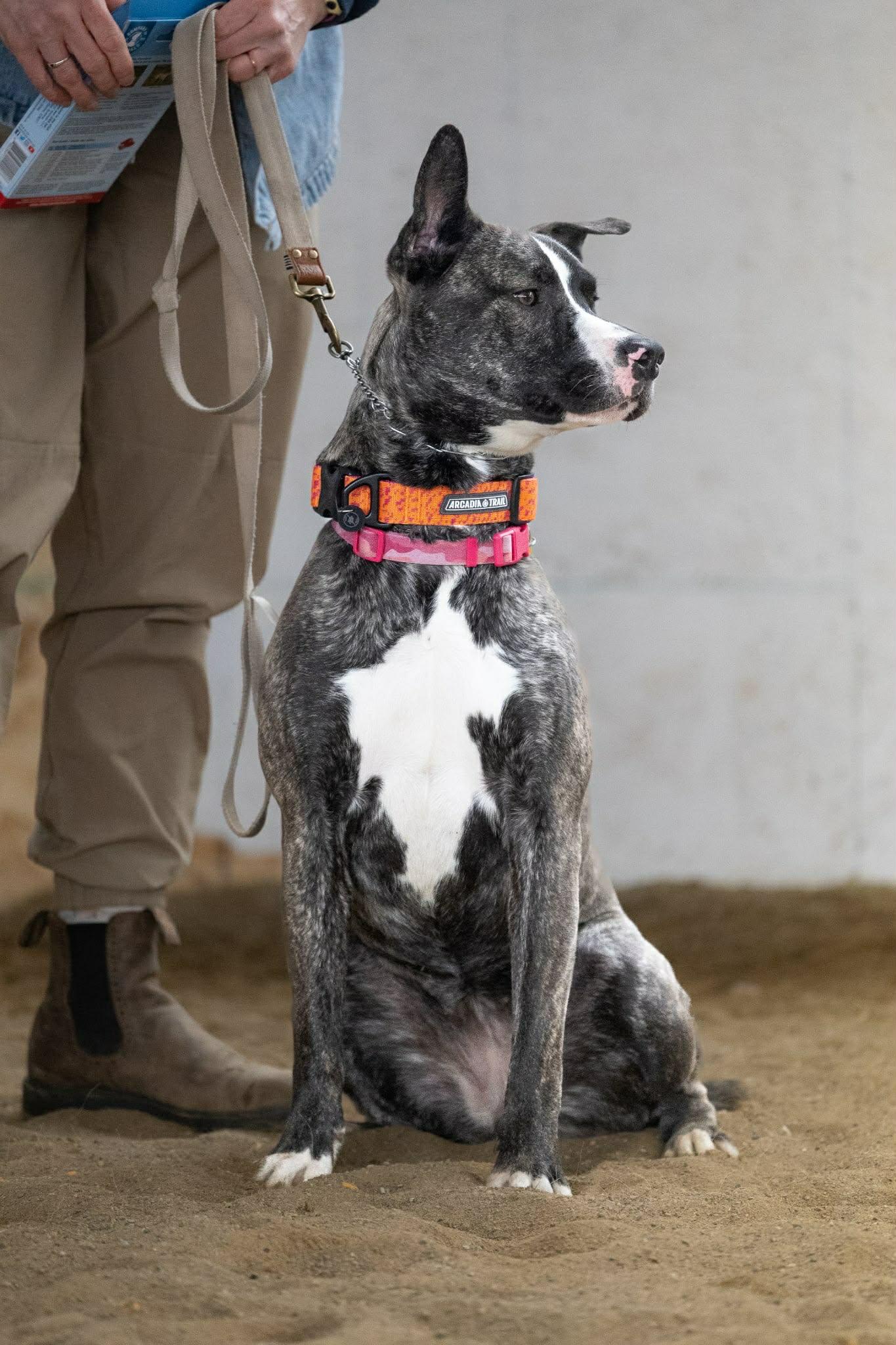 Enlarge Ruby Tuesday , a ADOPTABLE American Bulldog in Woodstock, ON image 4/6