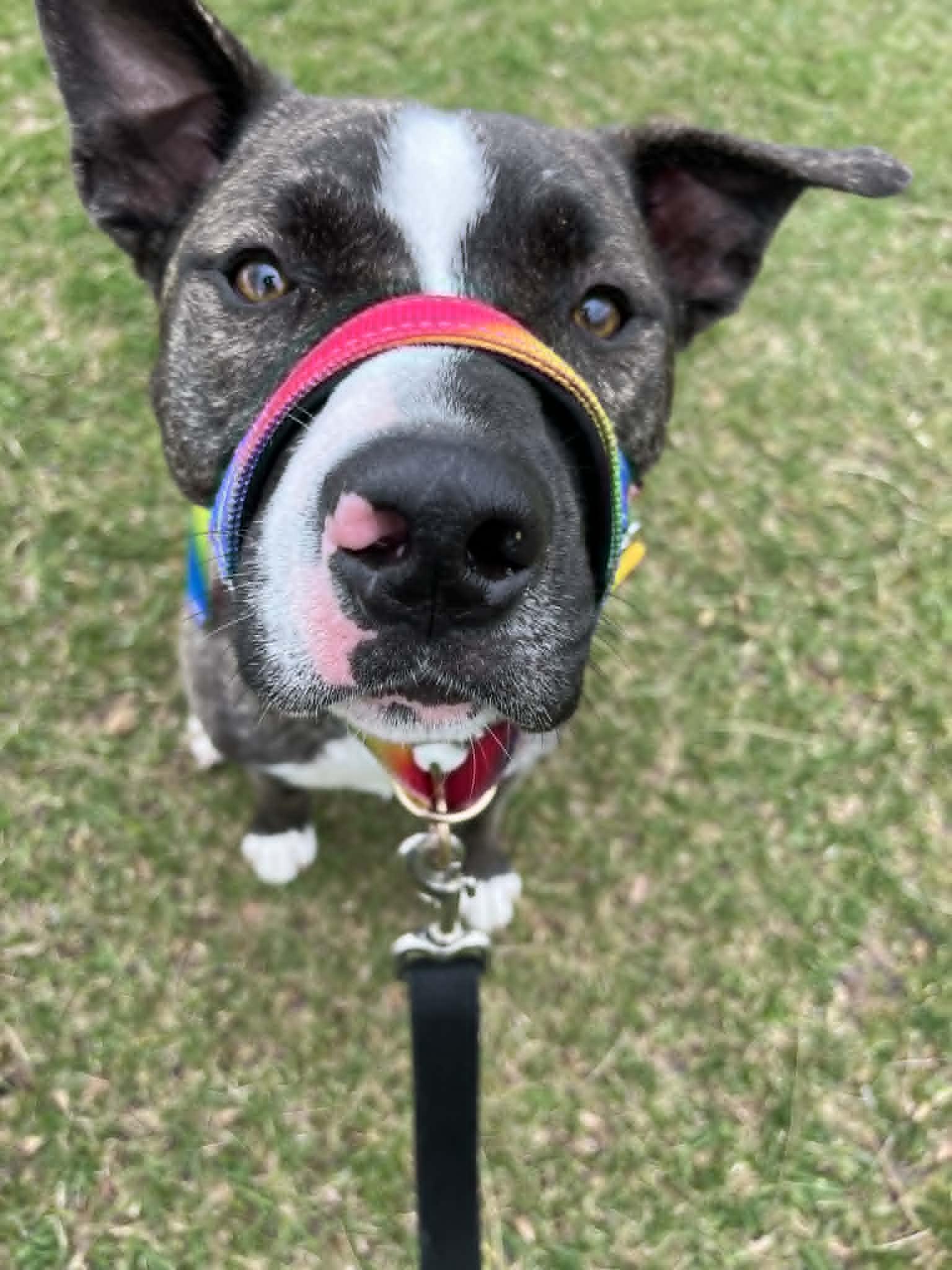 Enlarge Ruby Tuesday , a ADOPTABLE American Bulldog in Woodstock, ON image 2/6