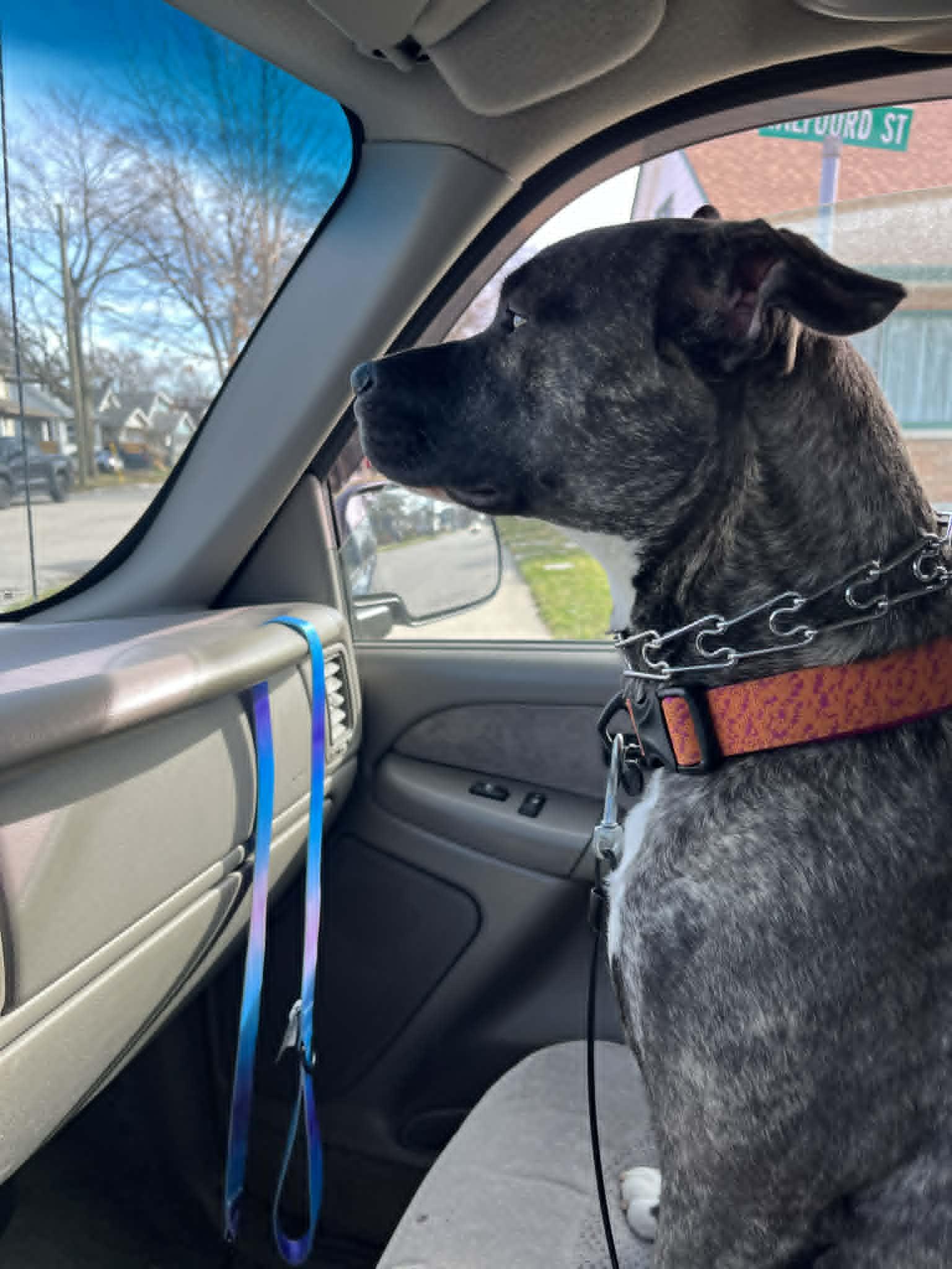 Enlarge Ruby Tuesday , a ADOPTABLE American Bulldog in Woodstock, ON image 6/6
