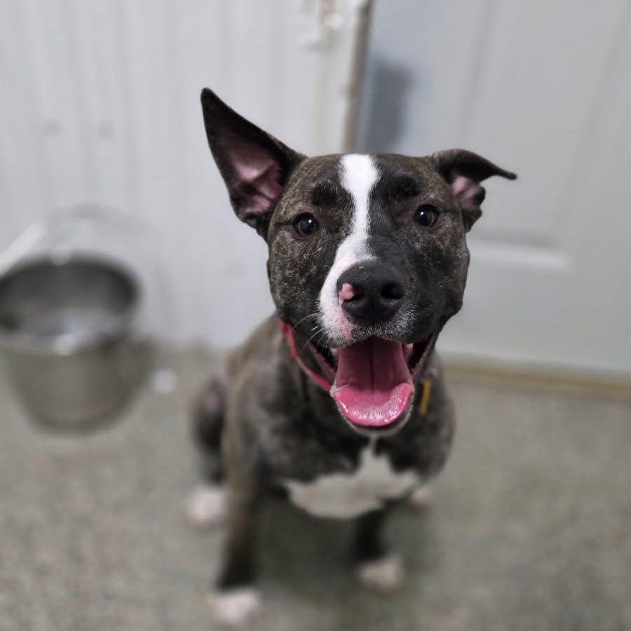 Enlarge Ruby Tuesday , a ADOPTABLE American Bulldog in Woodstock, ON image 5/6