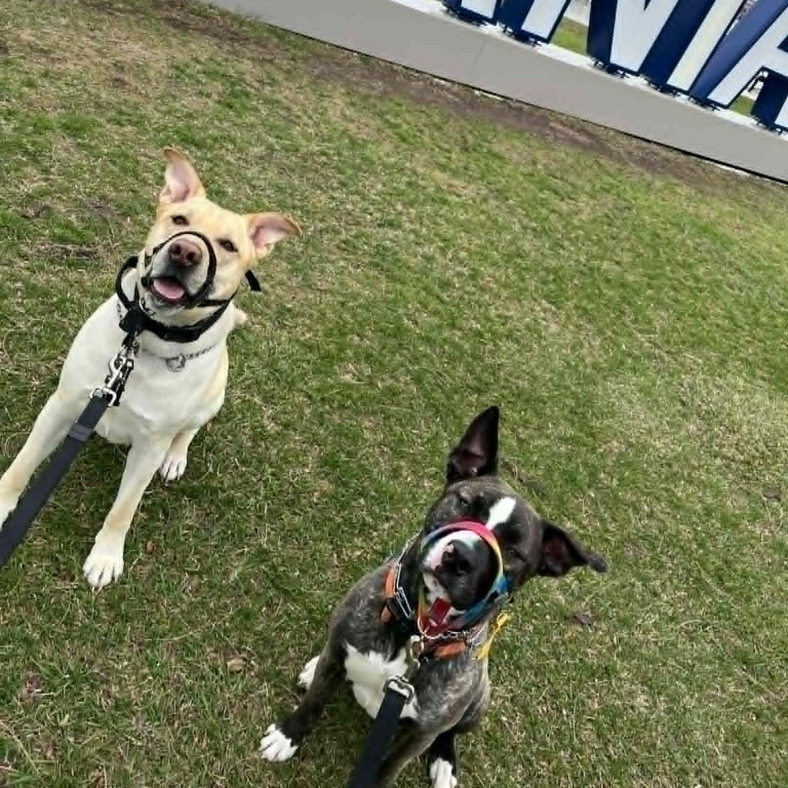 Enlarge Ruby Tuesday , a ADOPTABLE American Bulldog in Woodstock, ON image 3/6