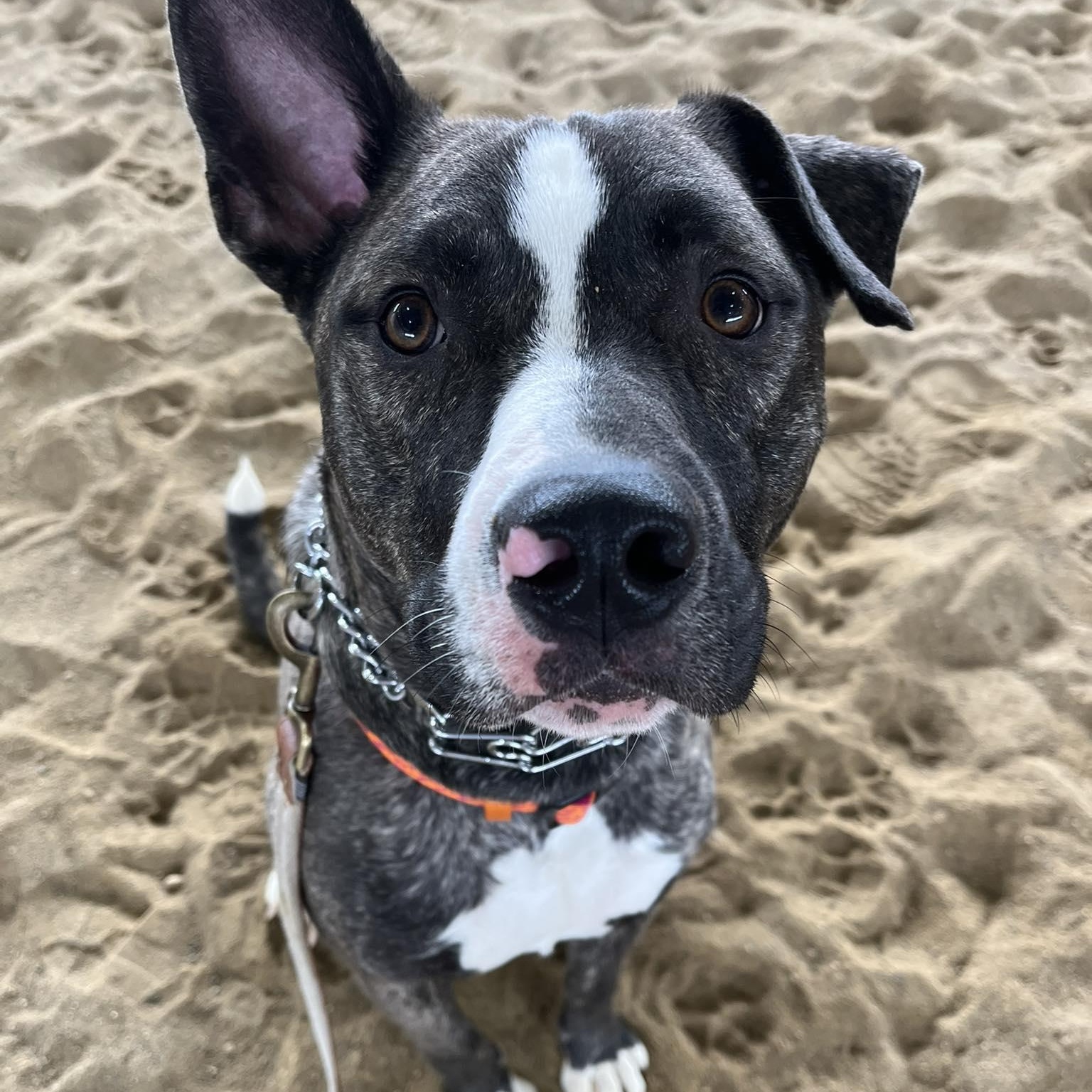 Enlarge Ruby Tuesday , a ADOPTABLE American Bulldog in Woodstock, ON image 1/6