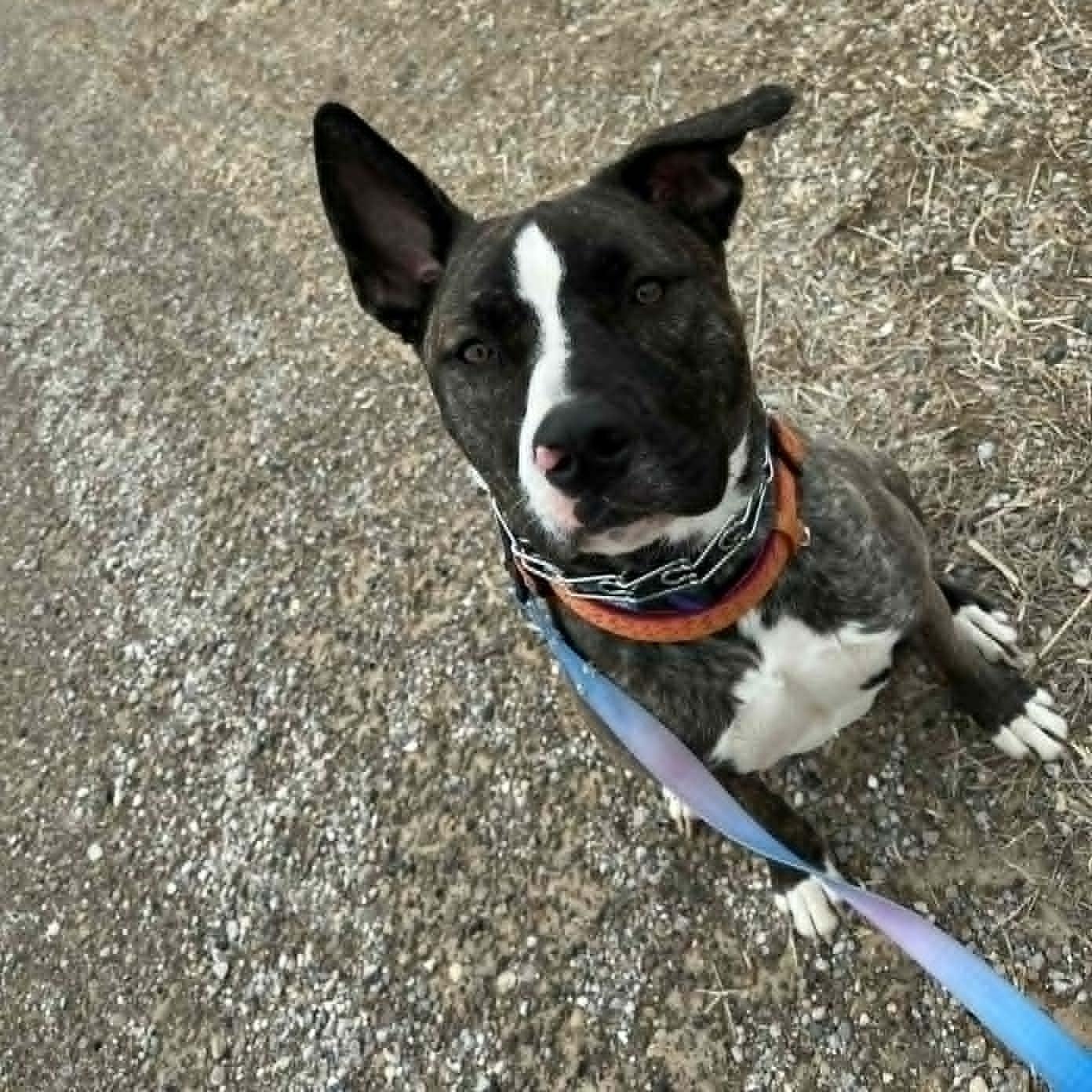 Ruby Tuesday , ADOPTABLE, Young Female American Bulldog.