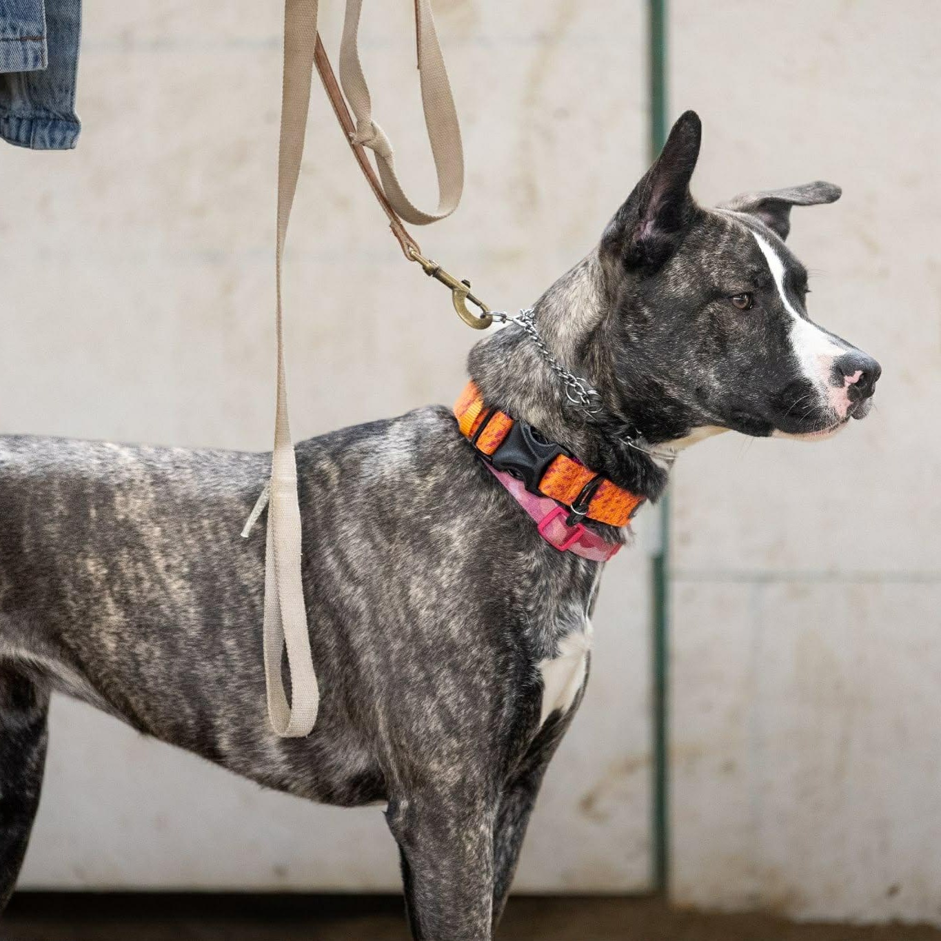 Enlarge Ruby Tuesday , a ADOPTABLE American Bulldog in Woodstock, ON image 3/6