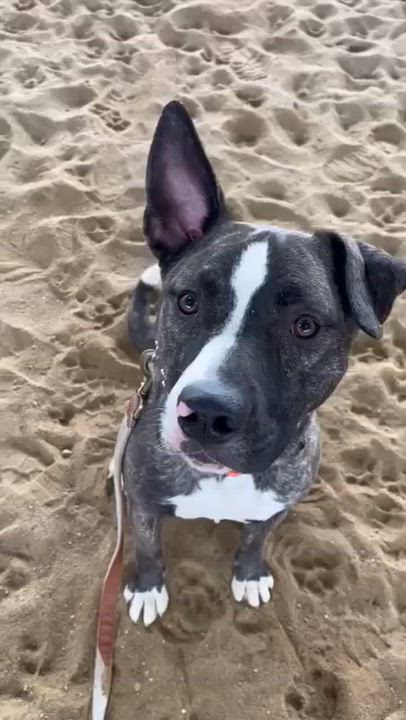 Enlarge Ruby Tuesday , a ADOPTABLE American Bulldog in Woodstock, ON video 2/6
