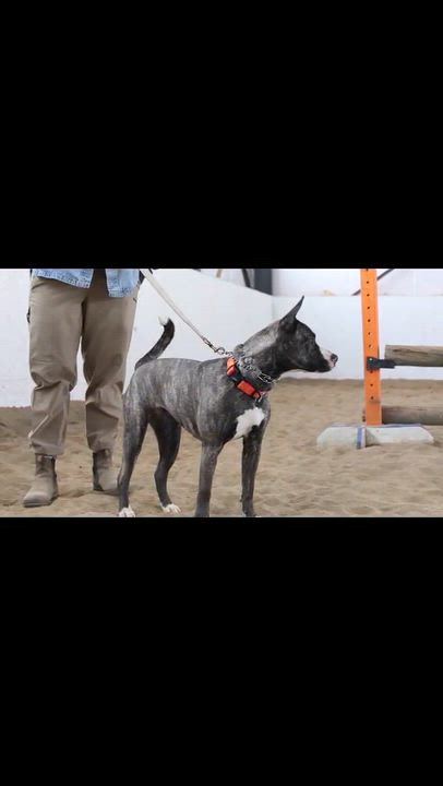 Enlarge Ruby Tuesday , a ADOPTABLE American Bulldog in Woodstock, ON video 6/6