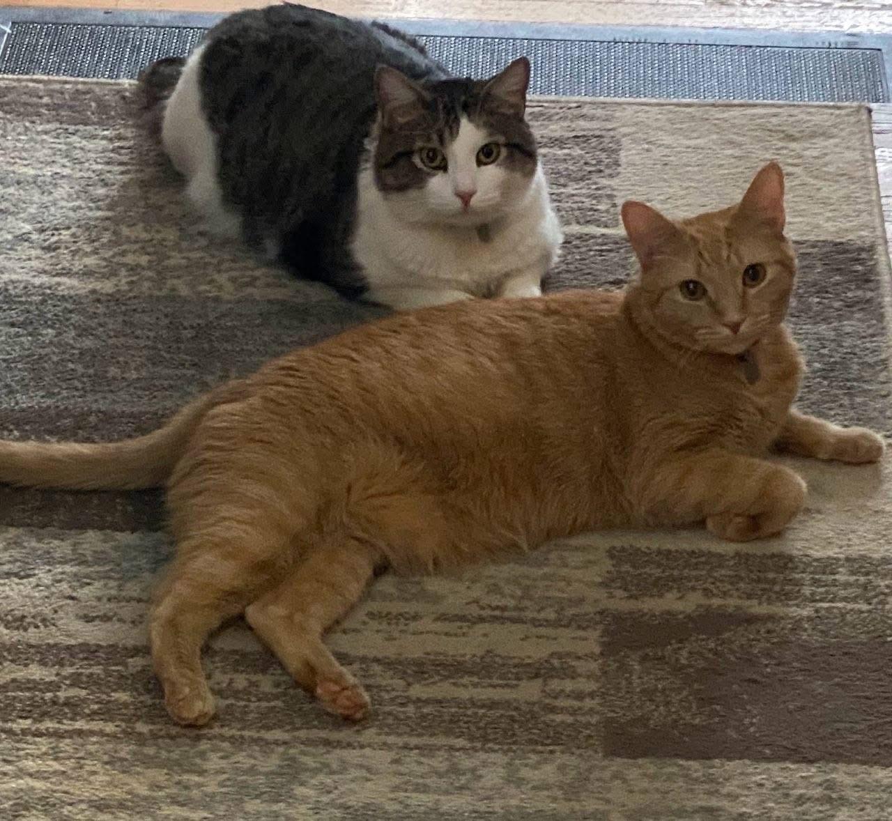 Sweetie ***Bonded with Ozzie*** 2