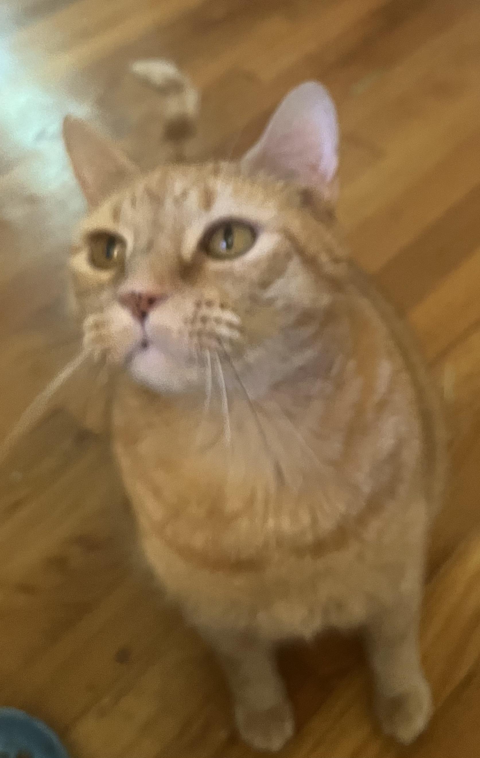 Sweetie ***Bonded with Ozzie***