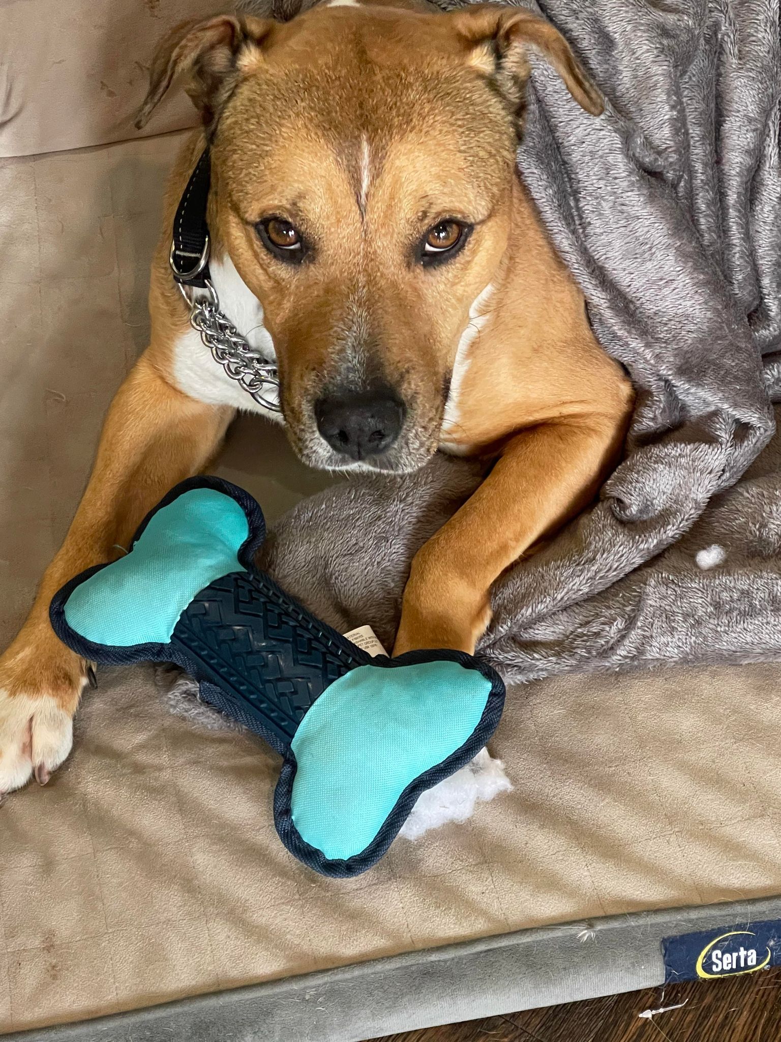 Marty, a Adoptable mixed breed in Santa Monica, CA image 5/6