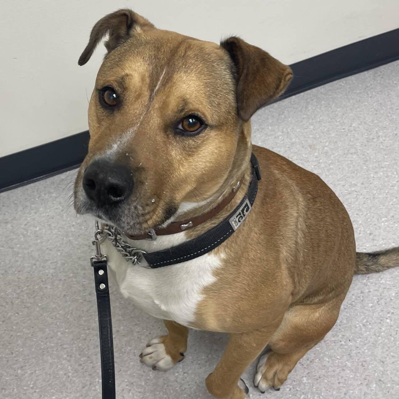 Marty, a Adoptable mixed breed in Santa Monica, CA image 6/6