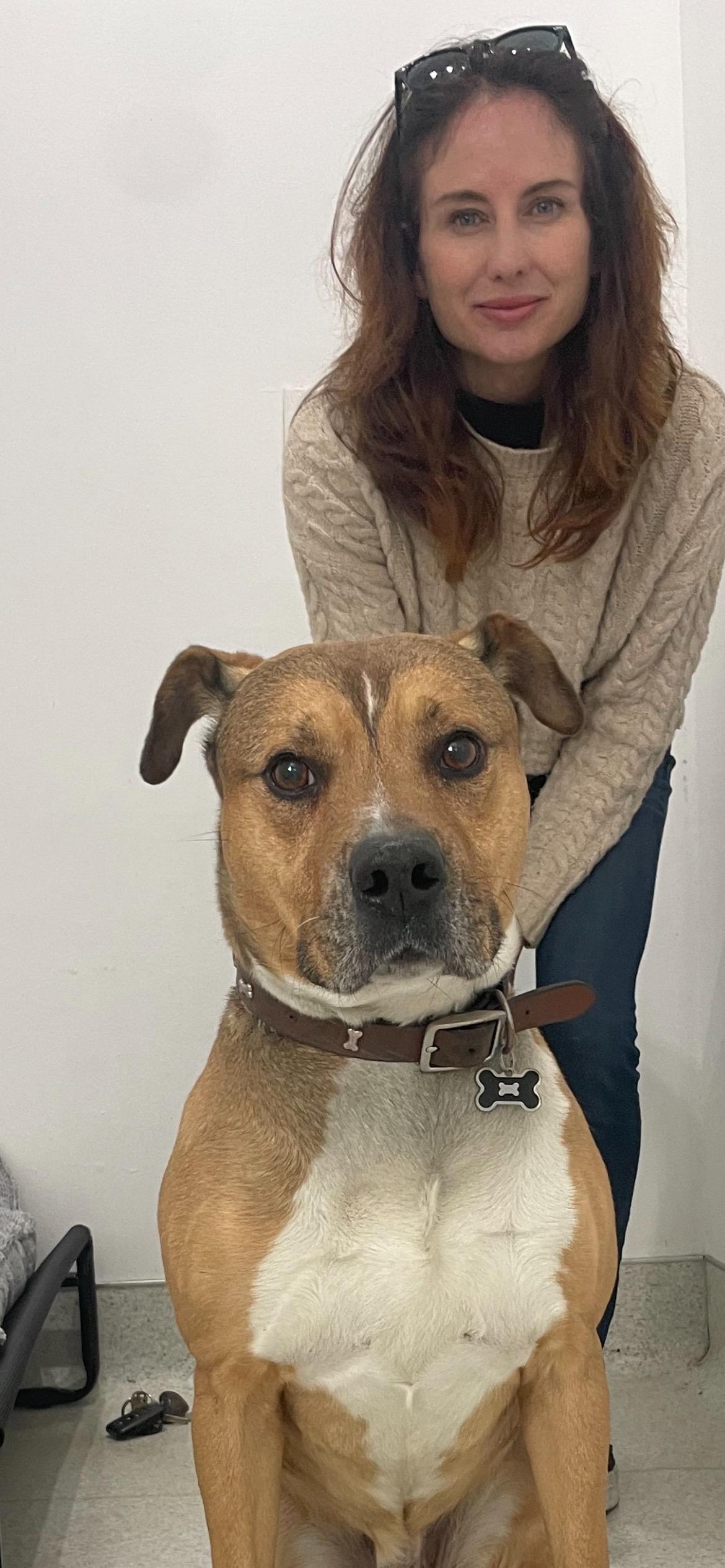 Marty, Adoptable, Adult Male Shepherd & Staffordshire Bull Terrier.