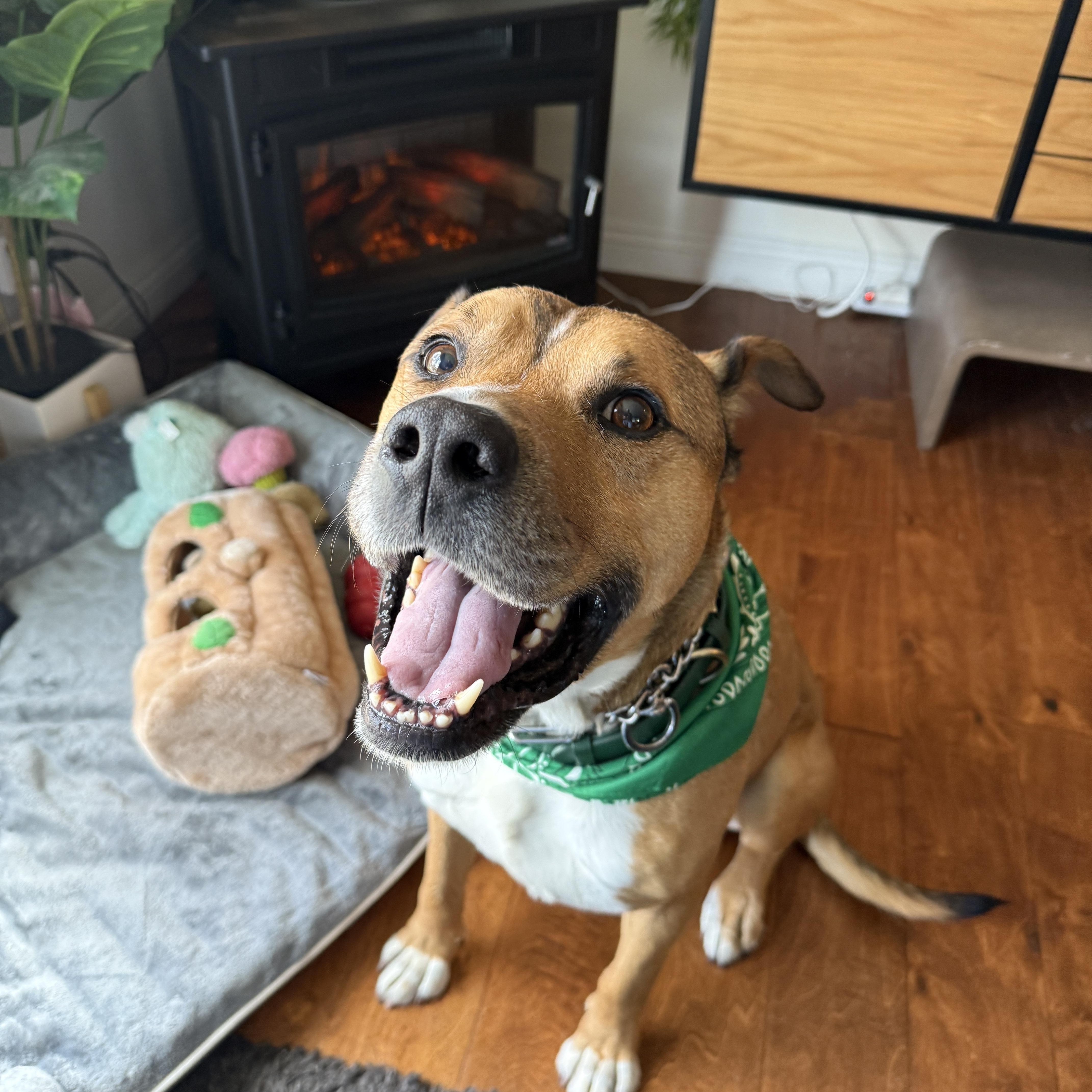 Marty, a Adoptable mixed breed in Santa Monica, CA image 2/6