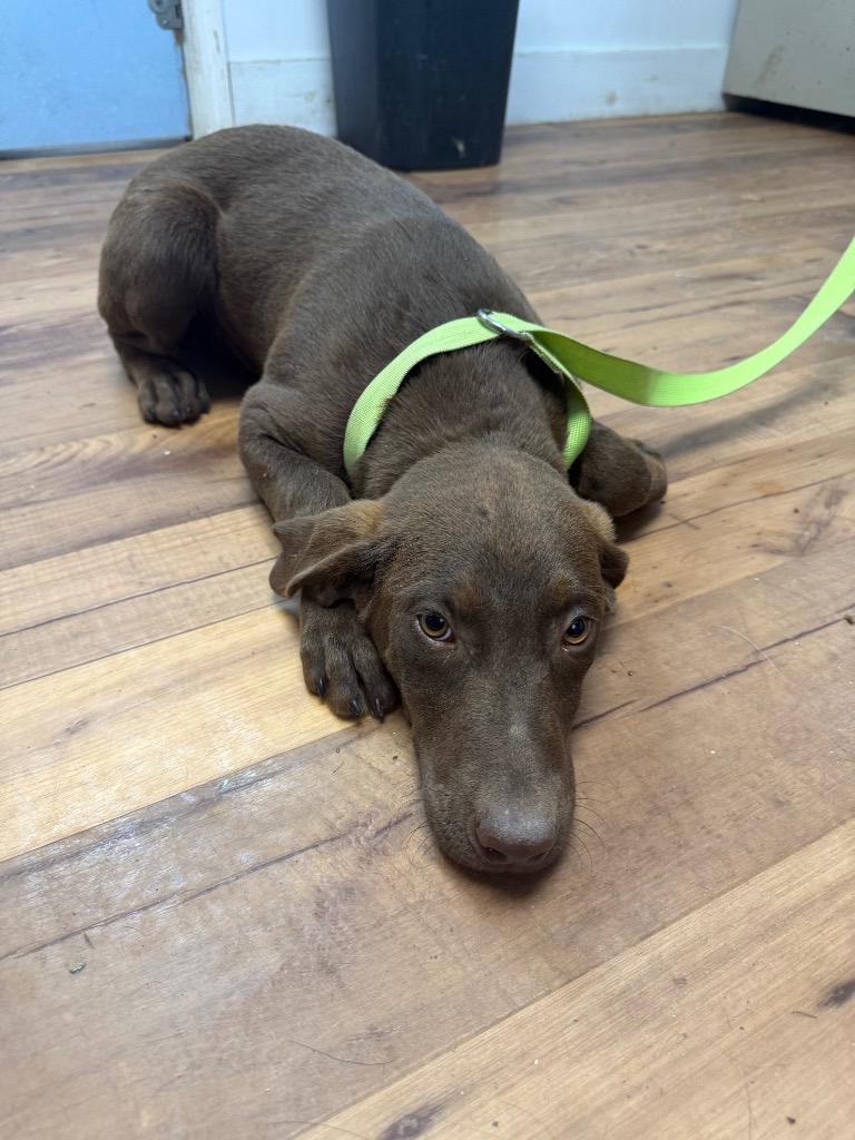 Clover, Adoptable, Puppy Male Labrador Retriever & Mixed Breed.