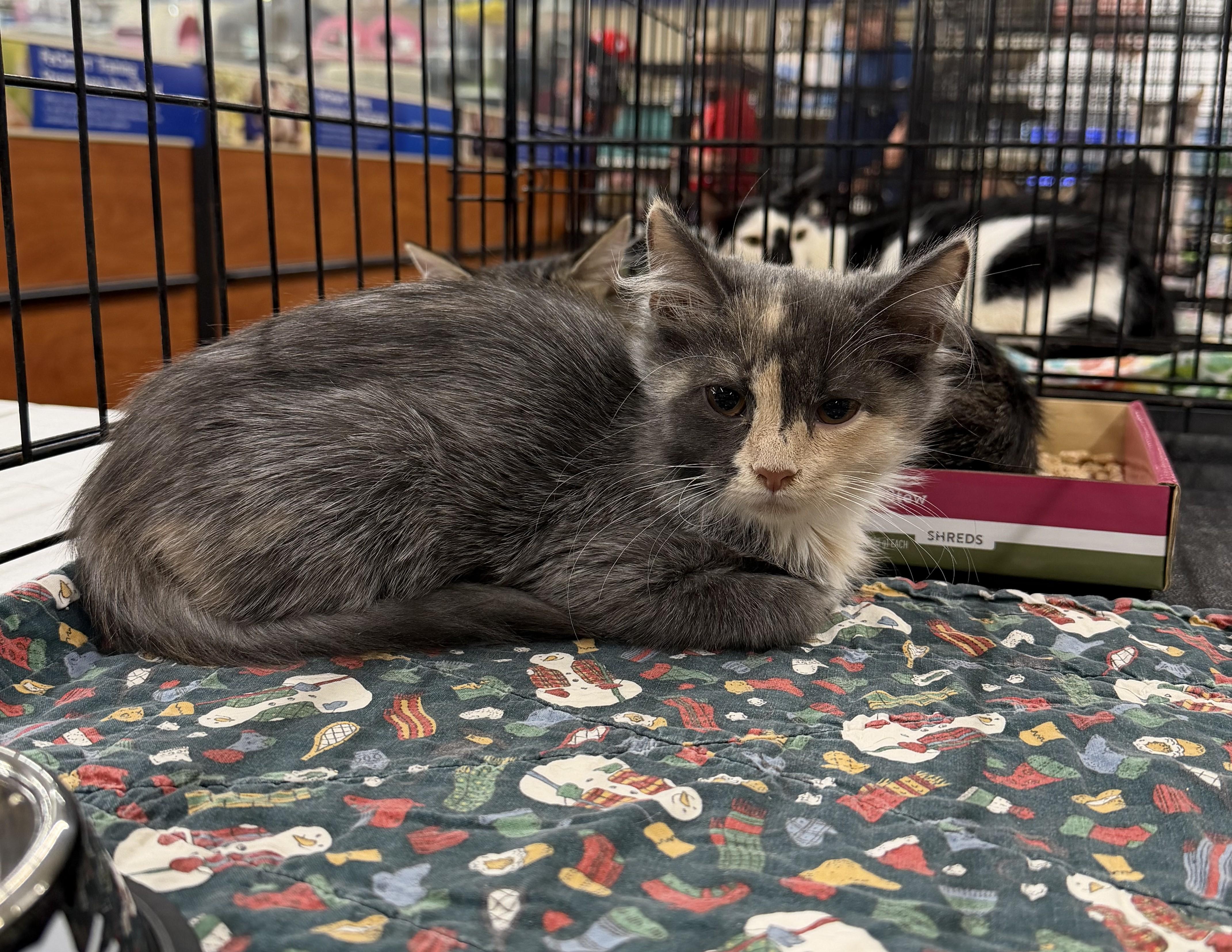 Enlarge Bonita, a Adoptable mixed breed in Columbia, SC image 2/3