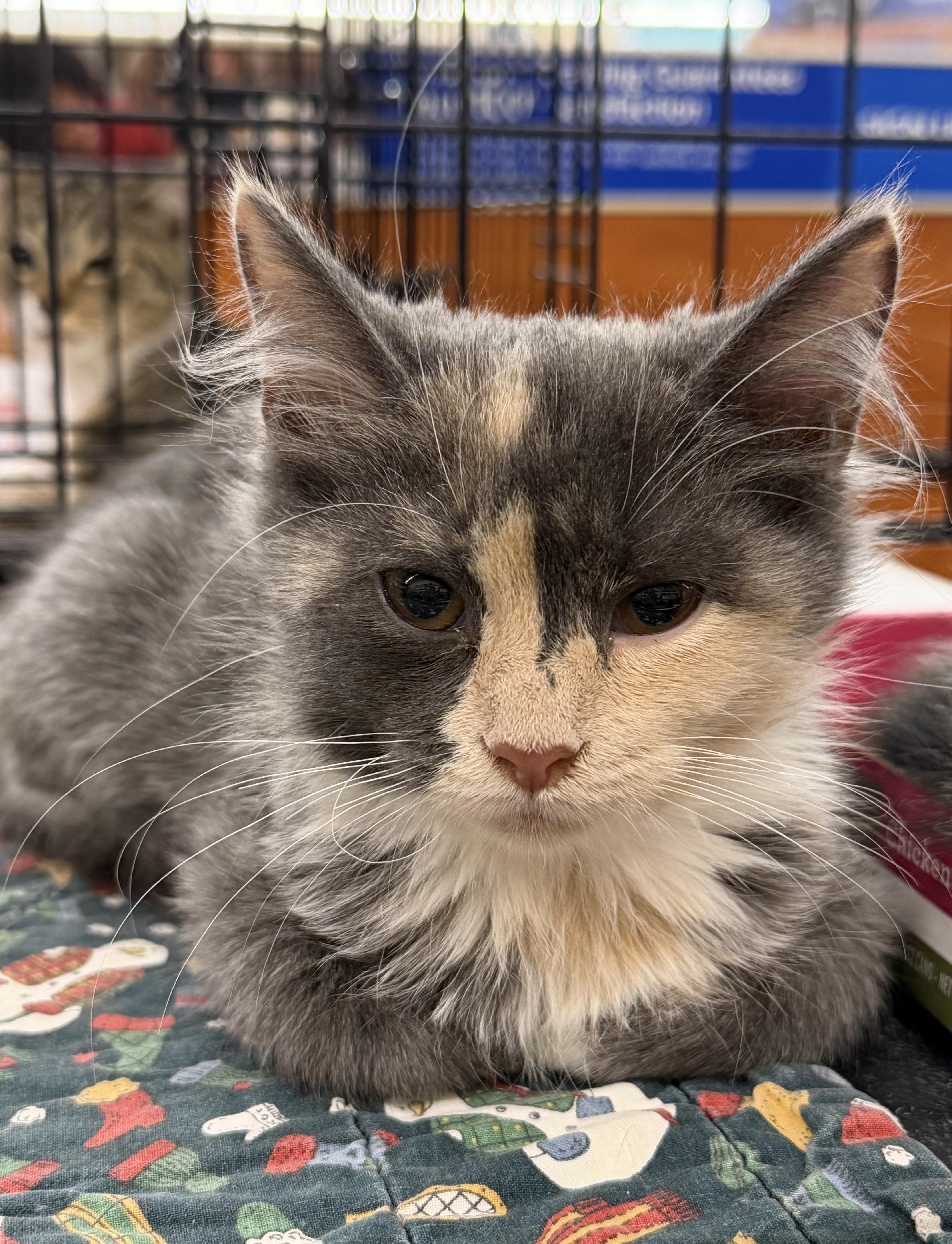 Enlarge Bonita, a Adoptable mixed breed in Columbia, SC image 1/3