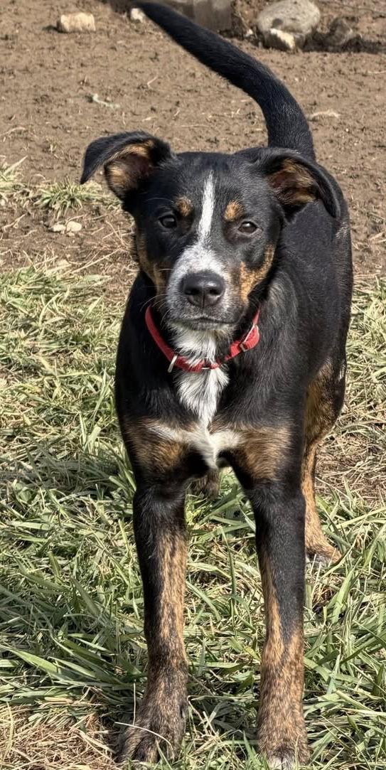 Enlarge Four Siblings ~ Caden, a Adoptable mixed breed in Ashville, OH image 1/3