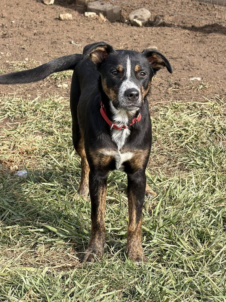 Enlarge Four Siblings ~ Caden, a Adoptable mixed breed in Ashville, OH image 2/3