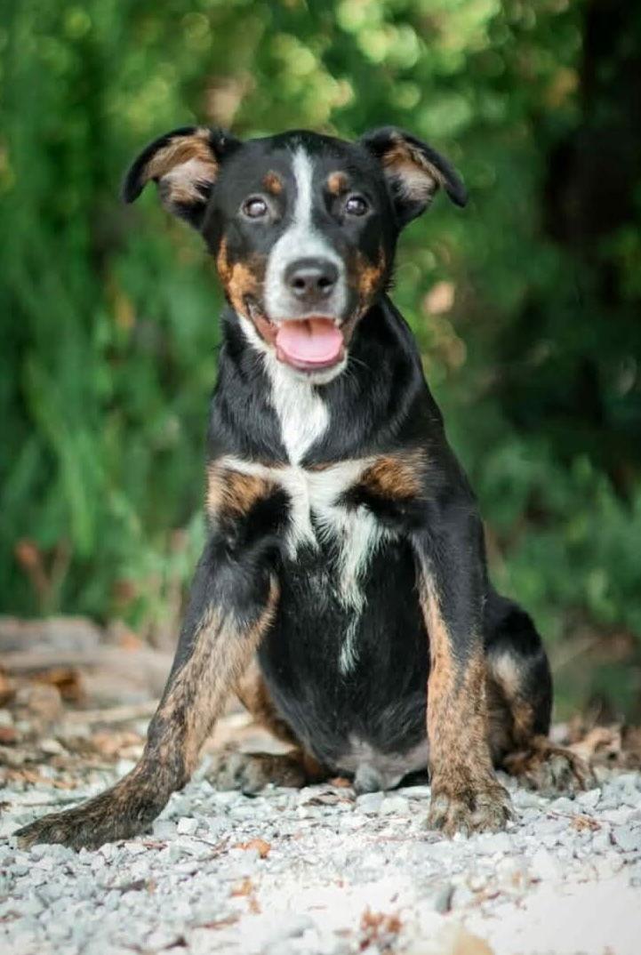 Enlarge Four Siblings ~ Caden, a Adoptable mixed breed in Ashville, OH image 3/3