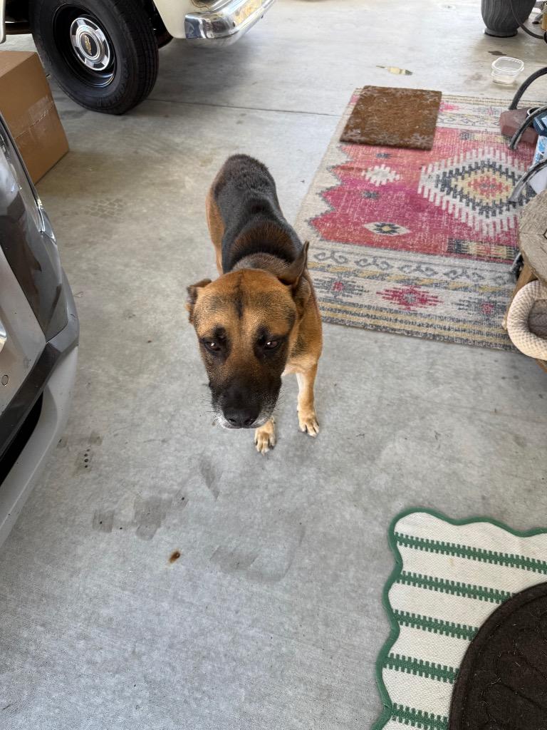 Winston Furchill, Adoptable, Adult Male German Shepherd Dog & Belgian Shepherd / Malinois.