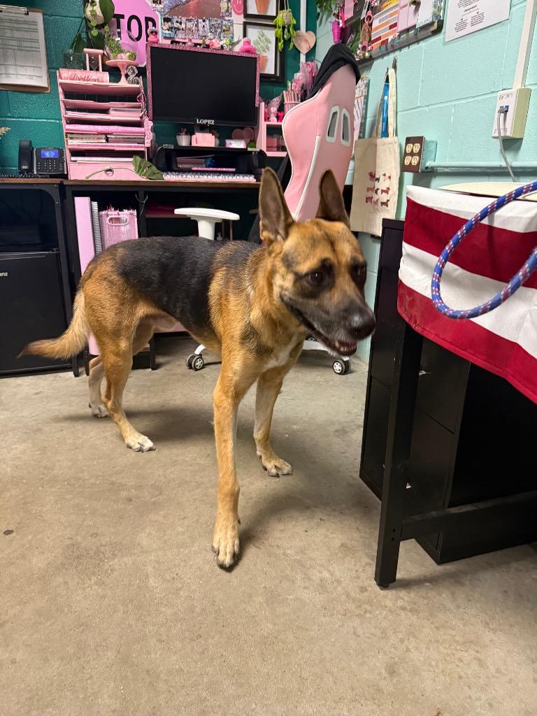 Enlarge Winston Furchill, a Adoptable mixed breed in Rockport, TX image 5/6