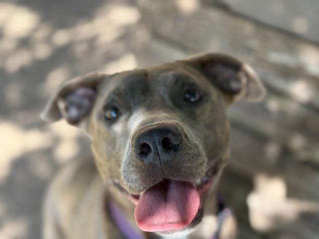 Enlarge PETUNIA, a Adoptable mixed breed in Tulsa, OK image 1/1