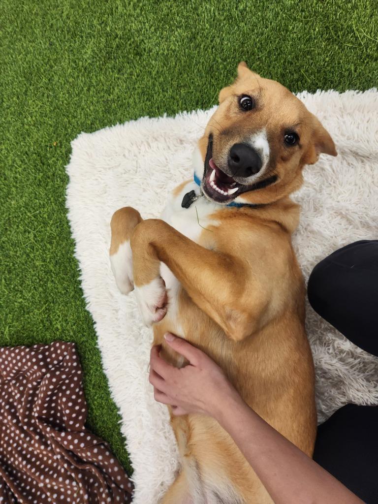 Cinnamon, Adoptable, Young Female Cattle Dog & Shepherd.