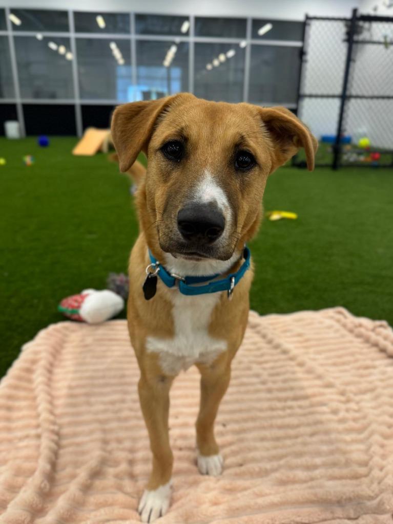 Cinnamon, a Adoptable mixed breed in Phoenix, AZ image 1/6