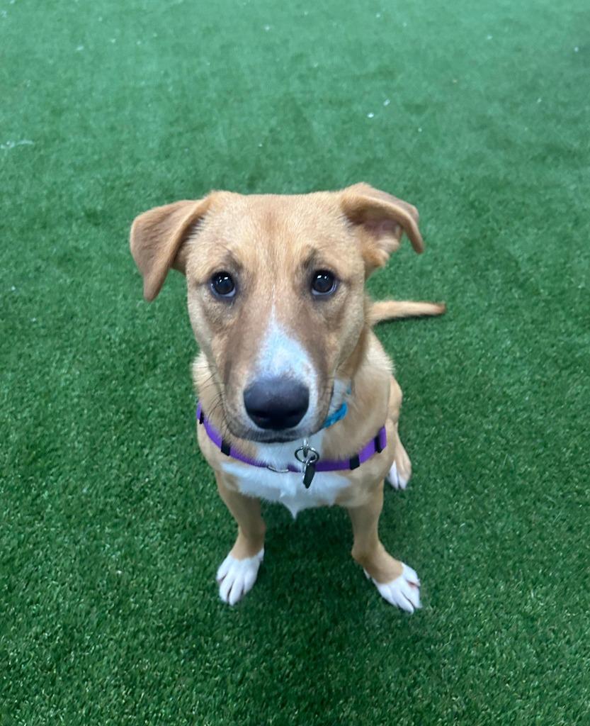 Cinnamon, Adoptable, Young Female Cattle Dog & Shepherd.