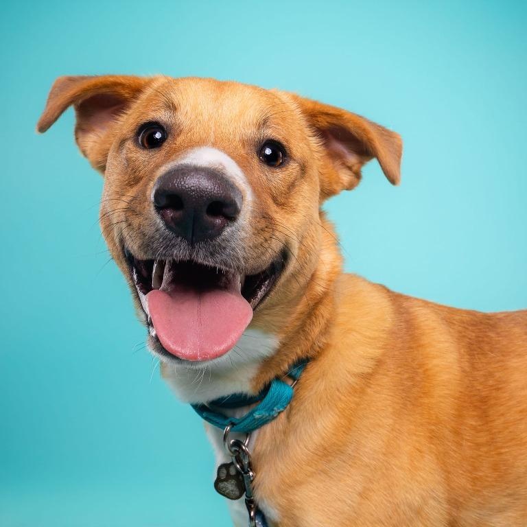 Cinnamon, Adoptable, Young Female Cattle Dog & Shepherd.