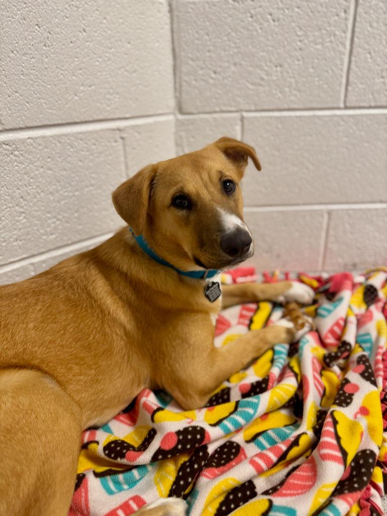 Cinnamon, Adoptable, Young Female Cattle Dog & Shepherd.