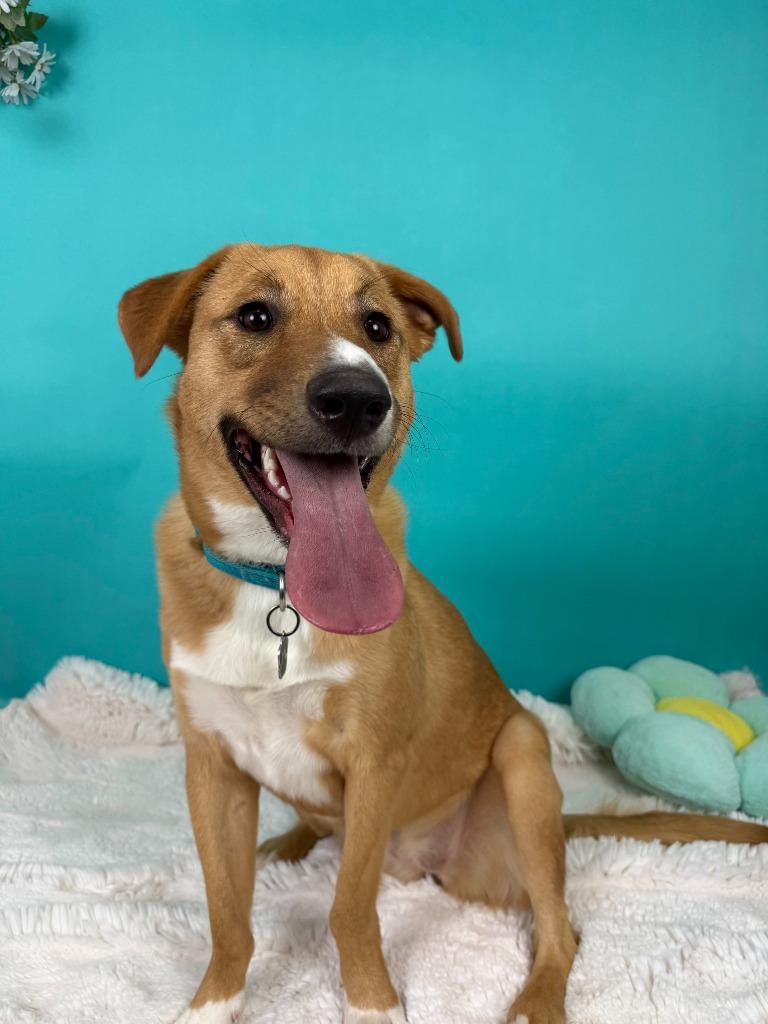 Enlarge Cinnamon, a Adoptable mixed breed in Phoenix, AZ image 3/6