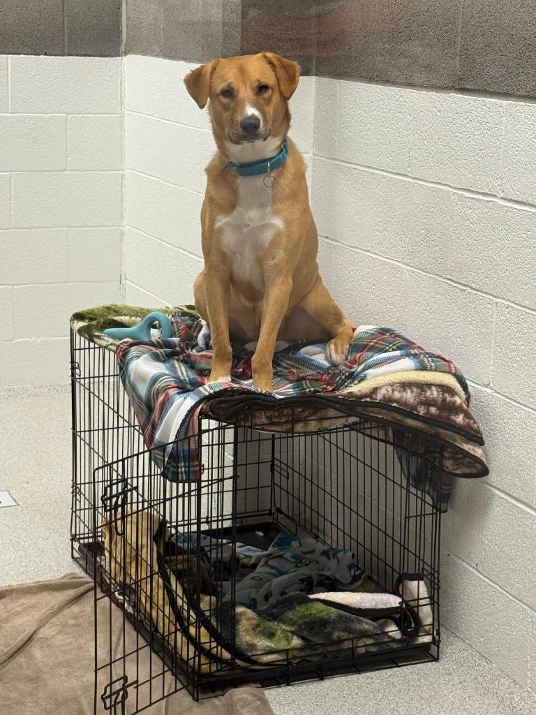 Enlarge Cinnamon, a Adoptable mixed breed in Phoenix, AZ image 4/6