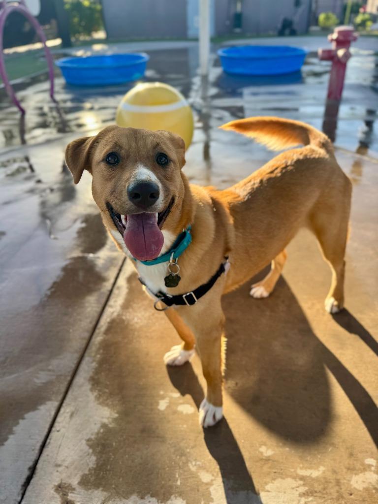 Enlarge Cinnamon, a Adoptable mixed breed in Phoenix, AZ image 5/6