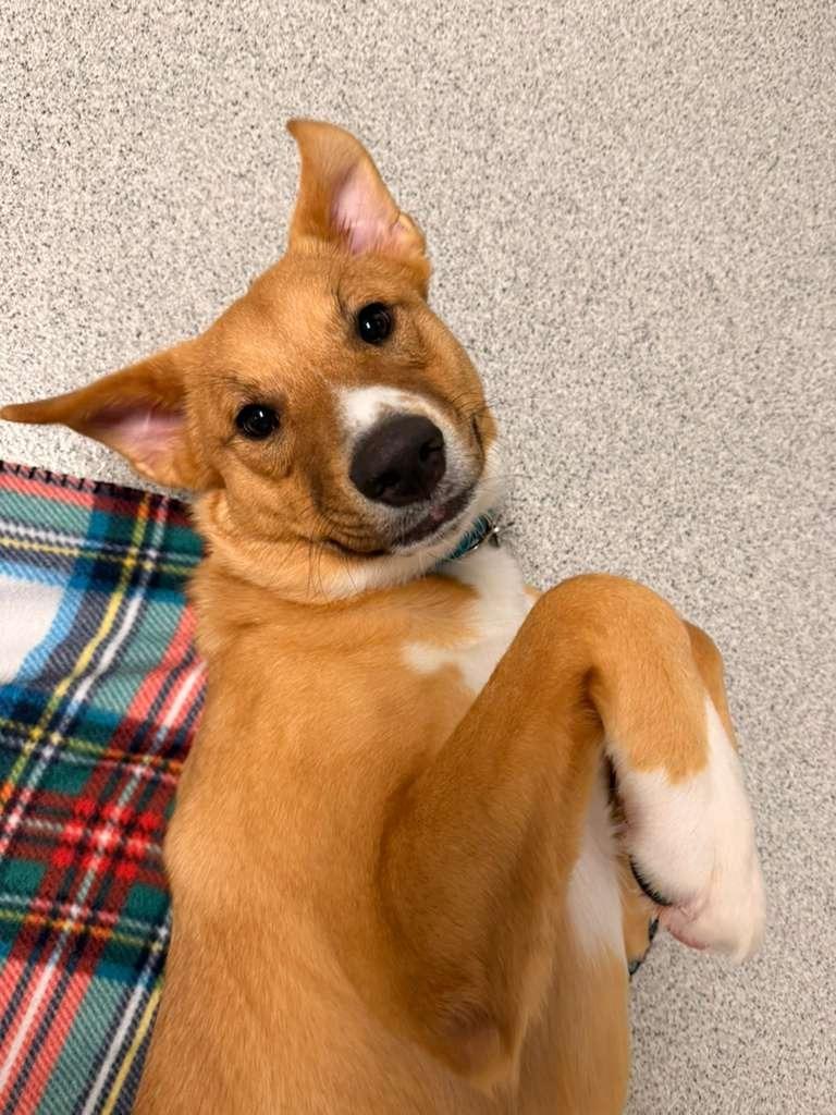 Cinnamon, a Adoptable mixed breed in Phoenix, AZ image 3/6